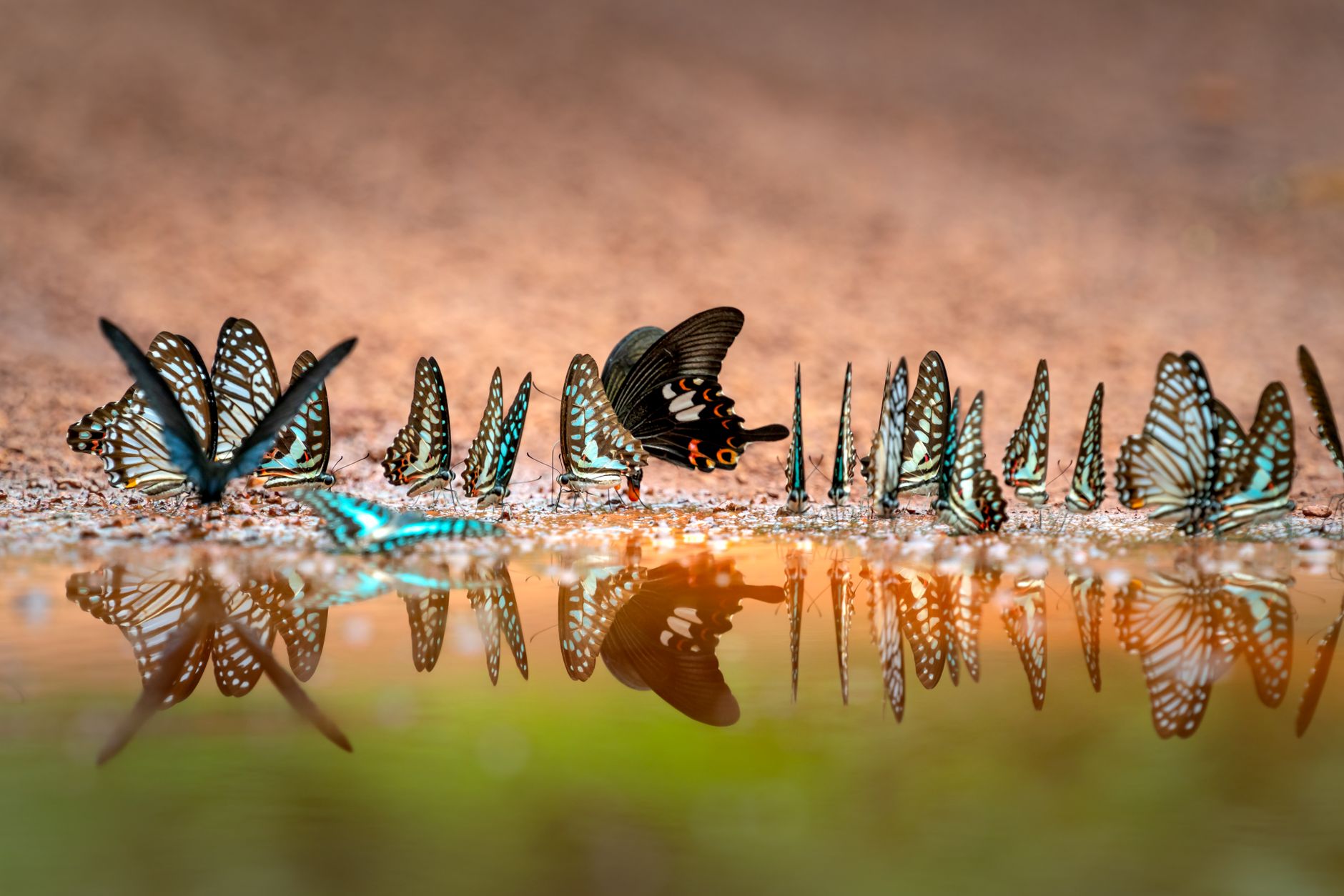 The Great Butterfly Exodus: A Climate Change Signal