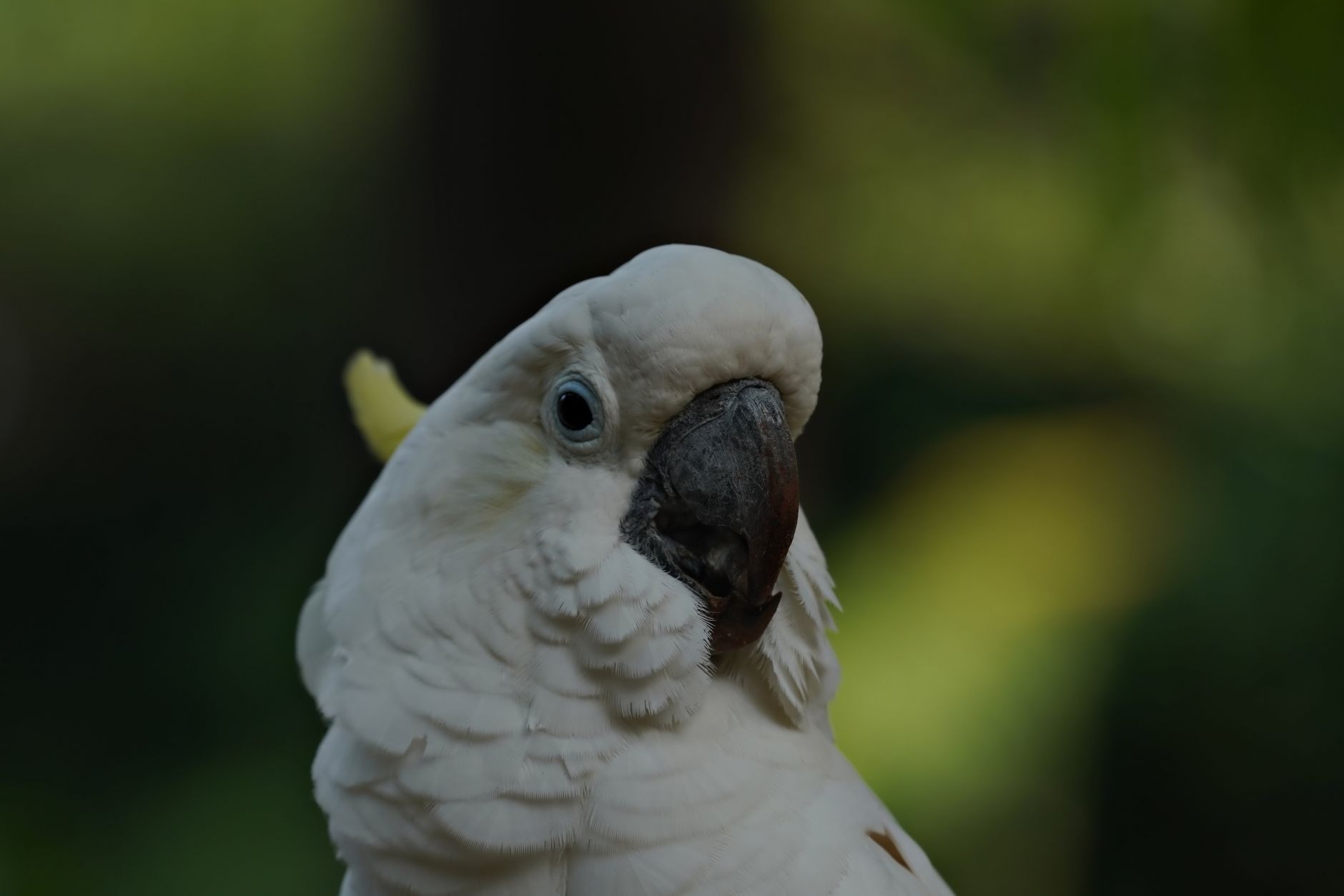 Cockatoos and the Enigma of Death: Unravelling Avian Awareness