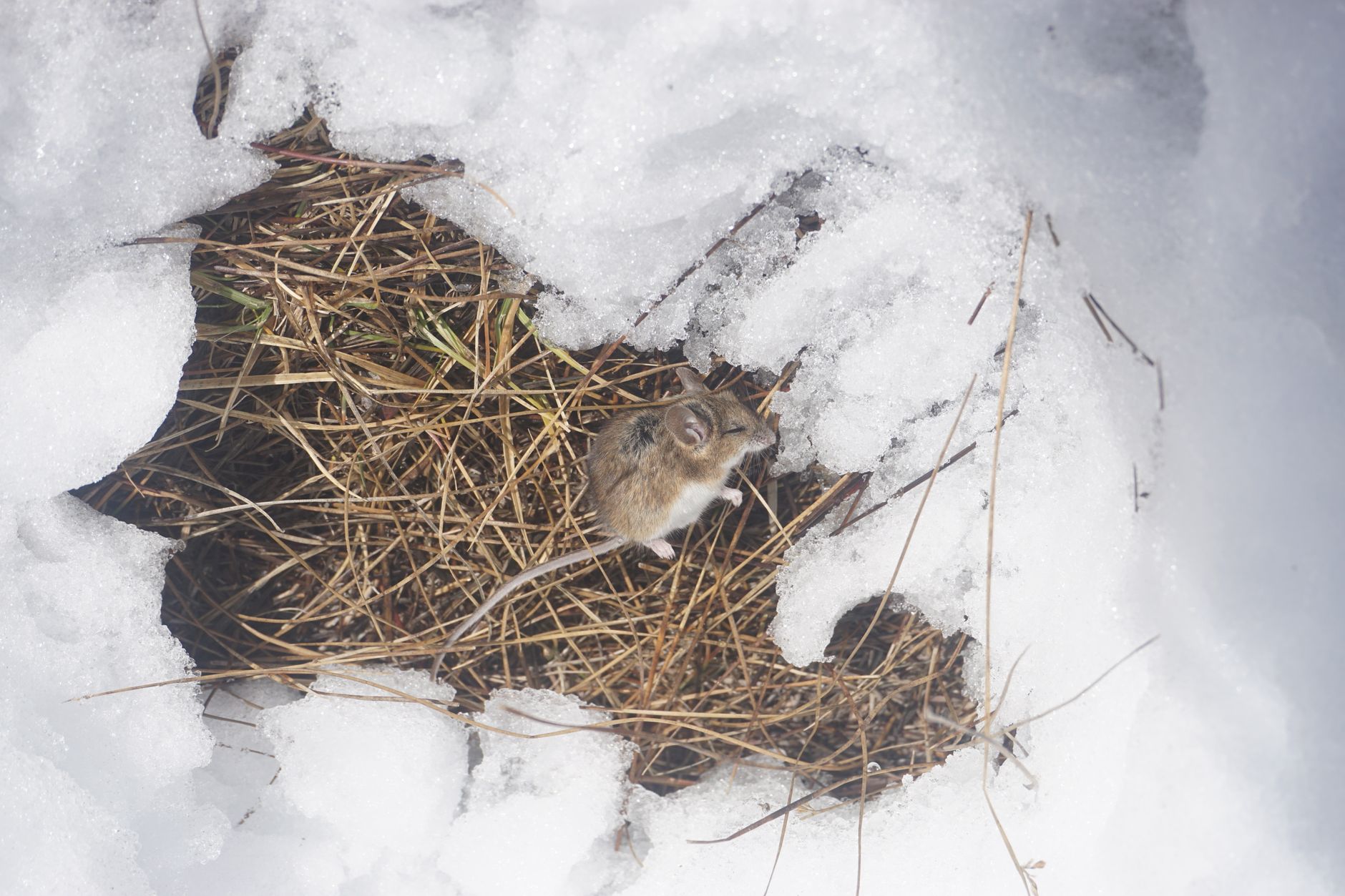 Unveiling the Secret of the Tiny Mouse Thriving on a Volcanic Summit