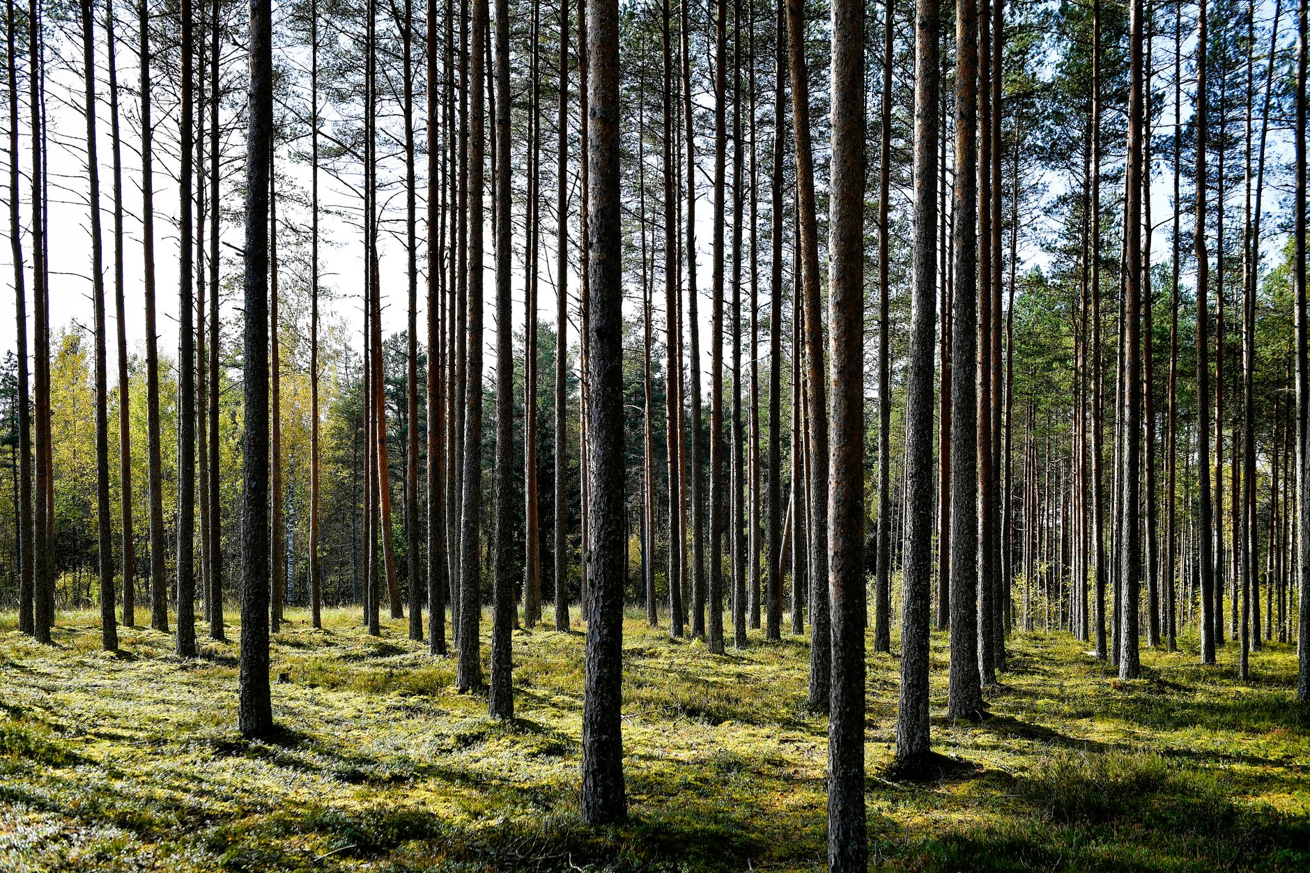 Estonia Shines in Environmental Index as Net-Zero Goals Elude Many