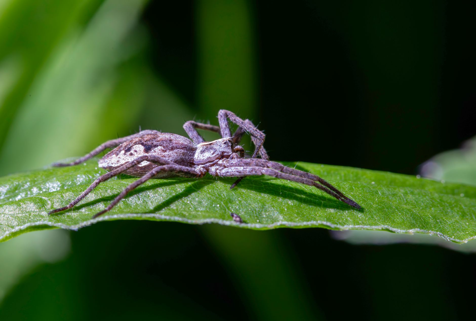 The Unsung Heroes: Insects and Spiders in Nature's Balance