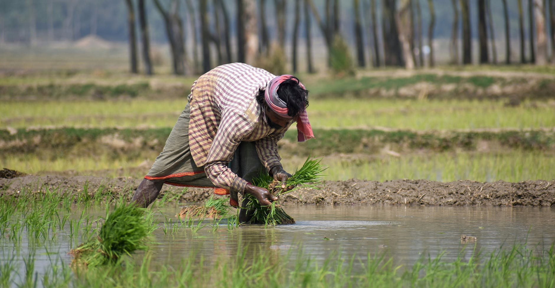 Bengal's Agricultural and Health Successes Shadowed by Environmental Concerns