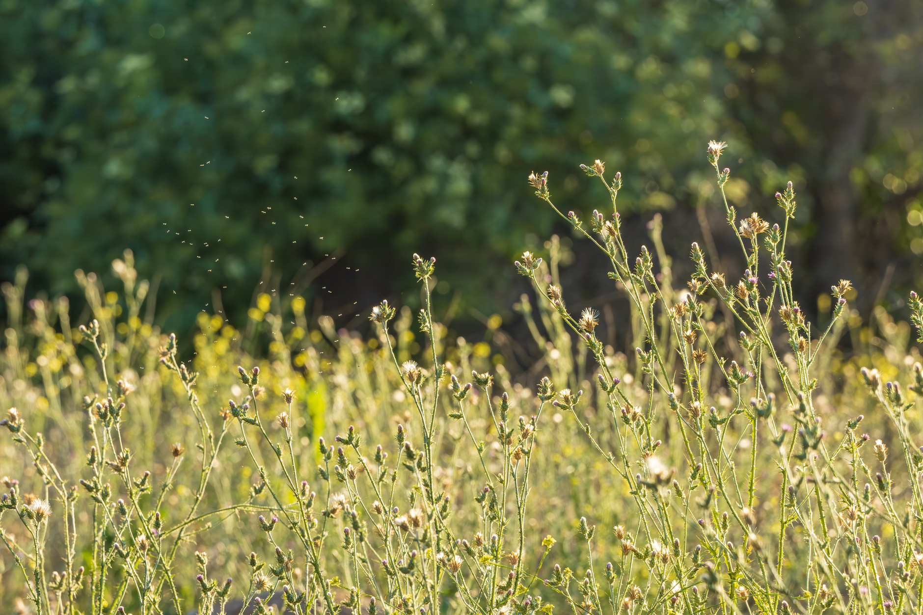 Guernsey's Battle with Roadside Weeds: A Growing Concern