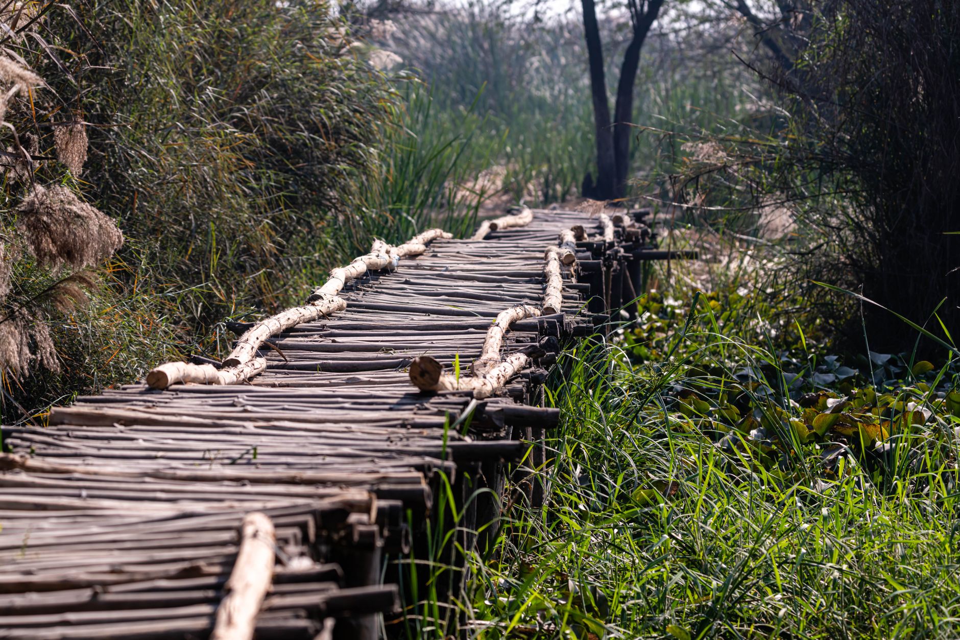 Bihar's Ecotourism Push: Minister Unveils Ambitious Plans