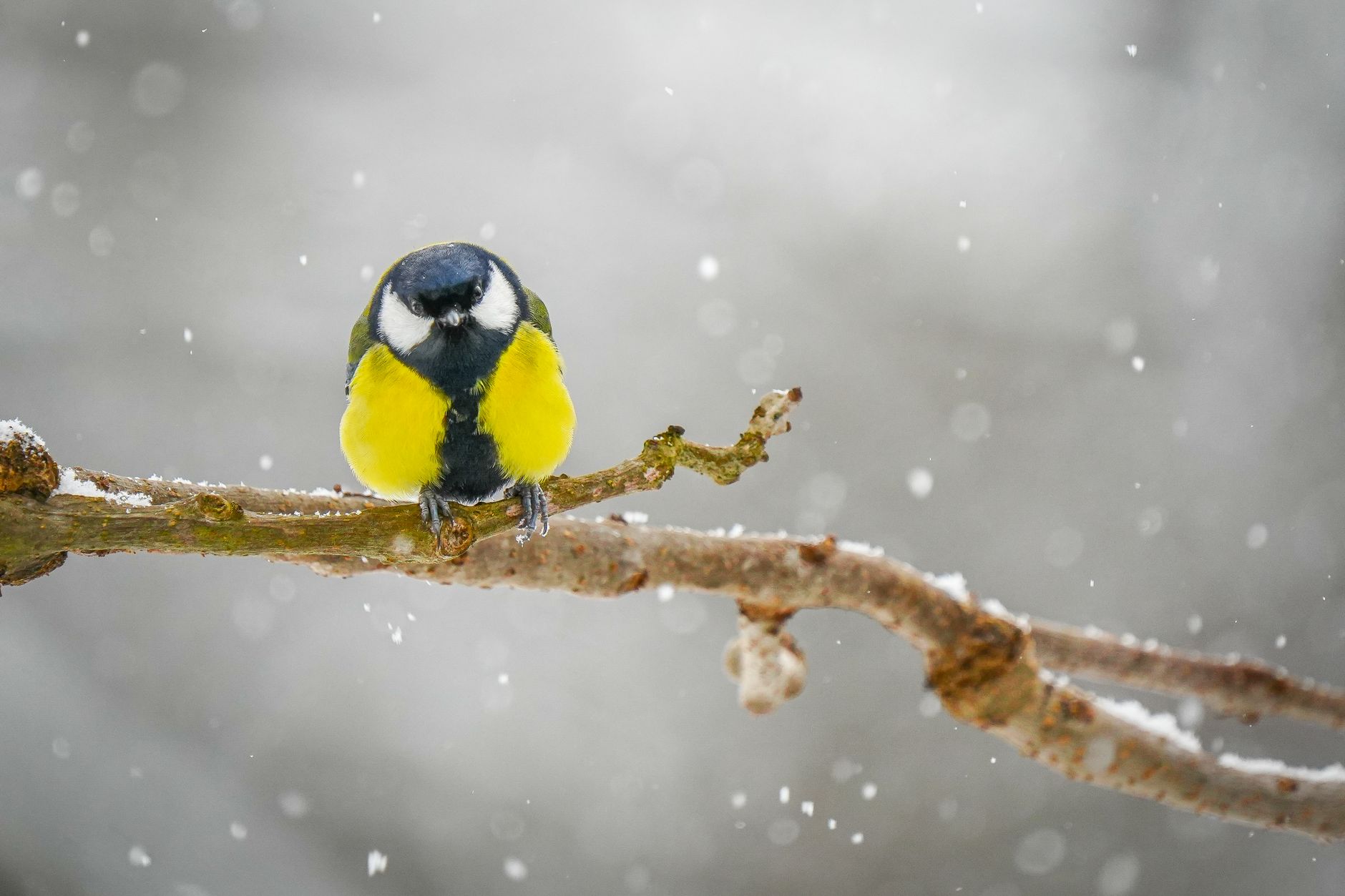 Why Birds' Unique Traits Shape Their Response to Change