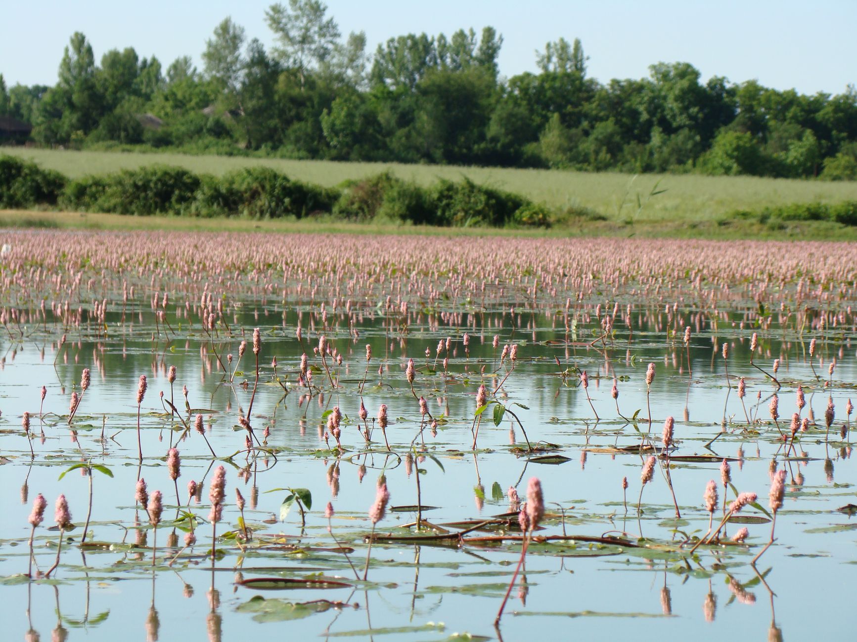 Urgent Measures Sought for Preservation of J&K's Lakes and Wetlands