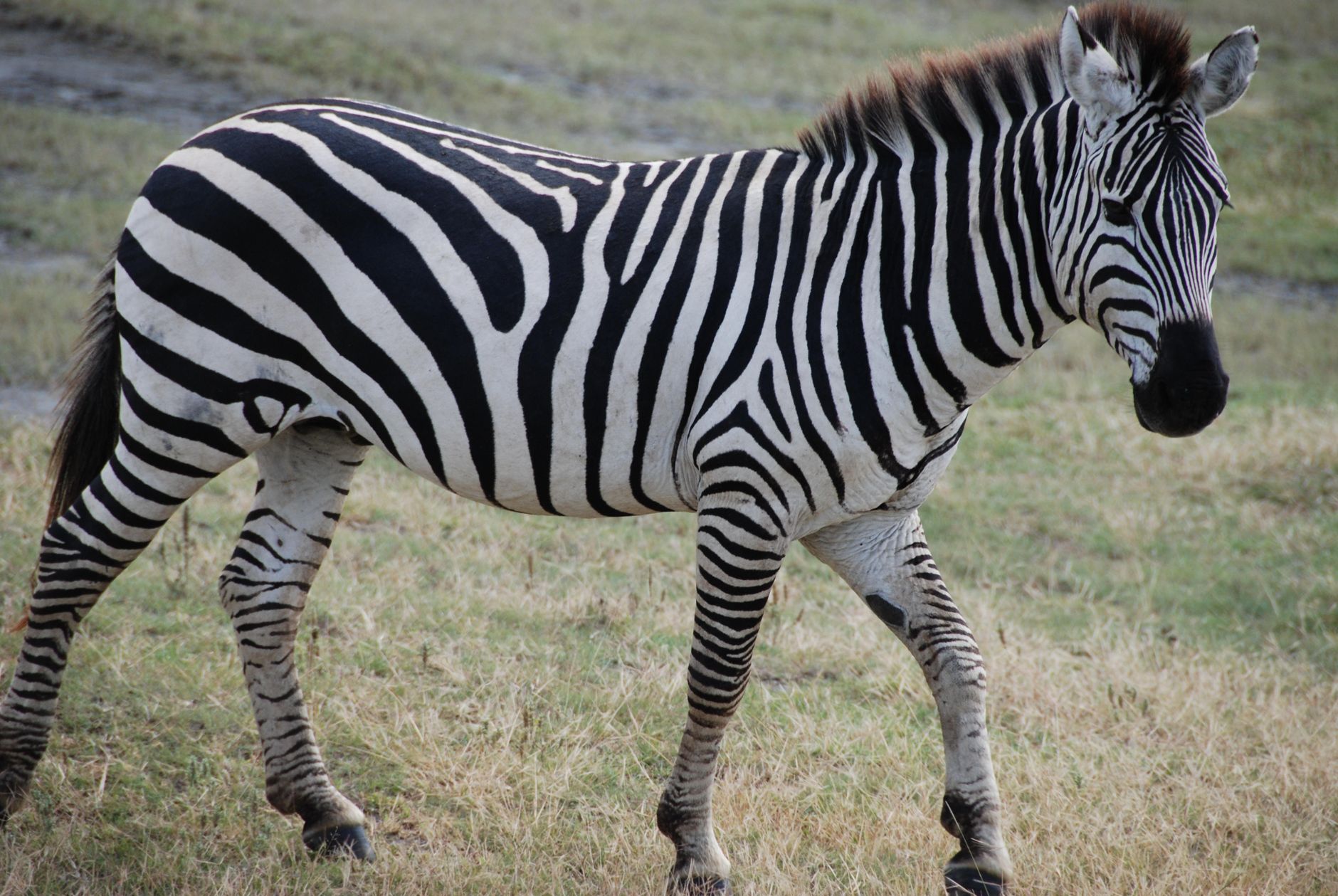 The Surprising Truth Behind Zebra Stripes