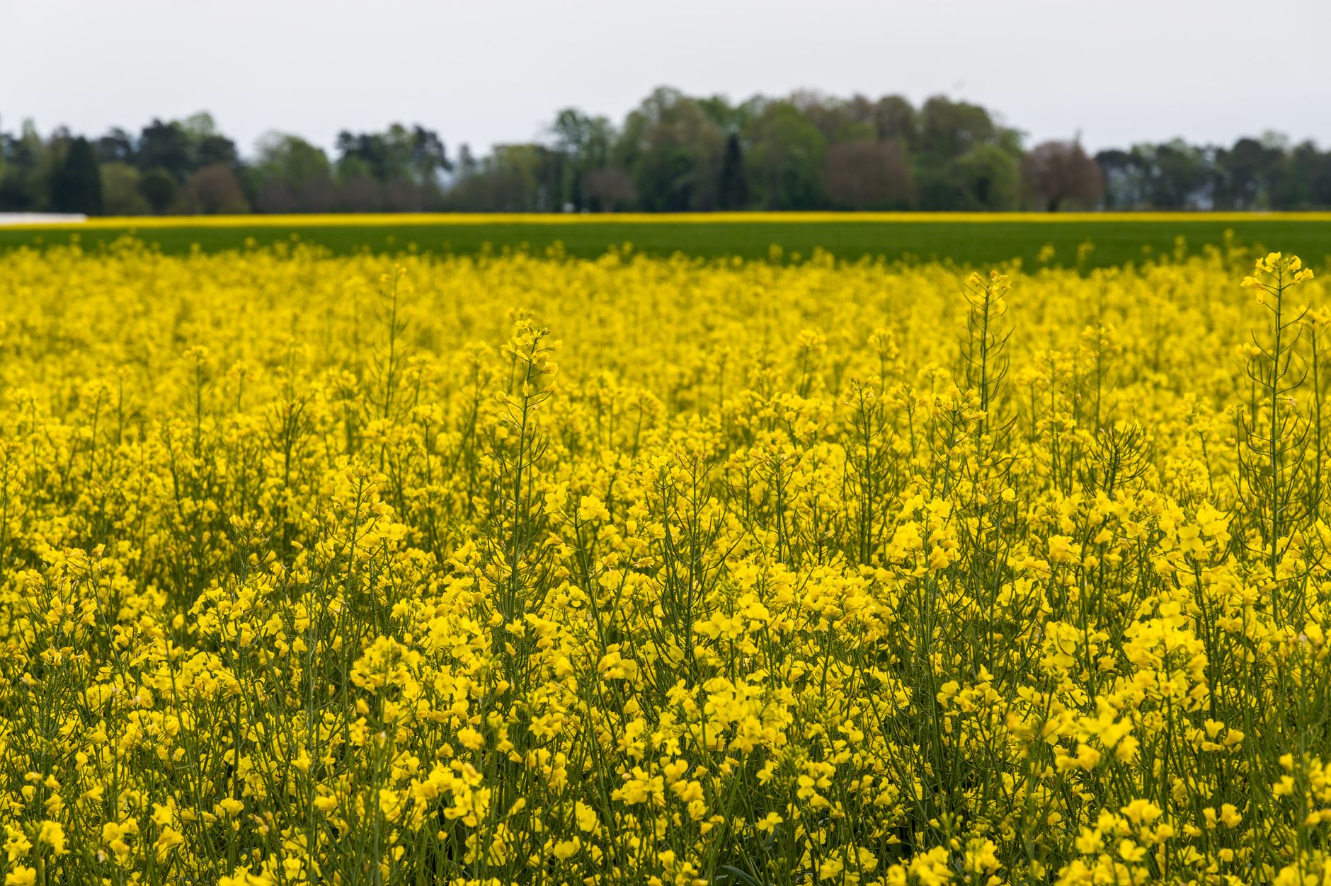 Young Innovator Arya Hirsave Boosts Algae Oil Yield by 77%