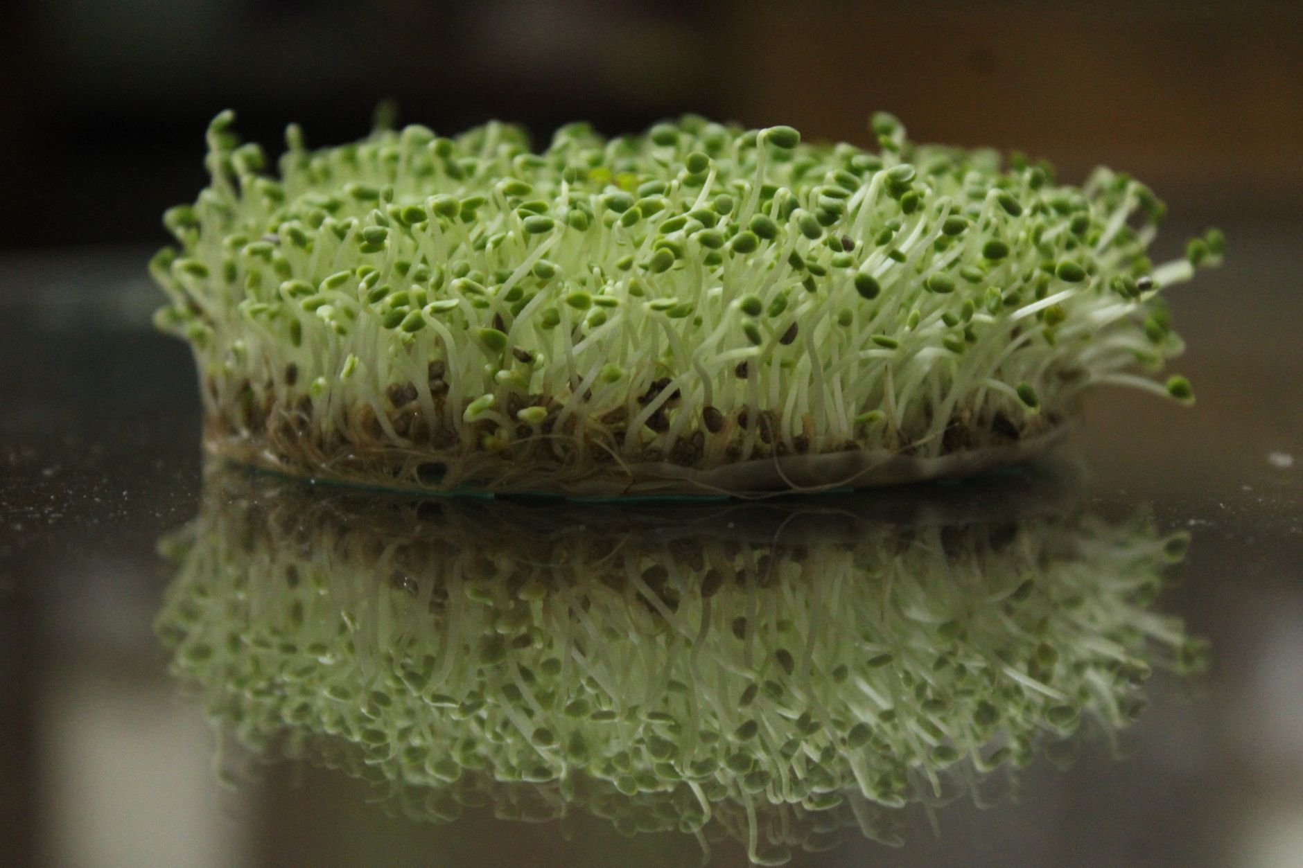 From Boardrooms to Fields: The Microgreens Mogul of Chandigarh