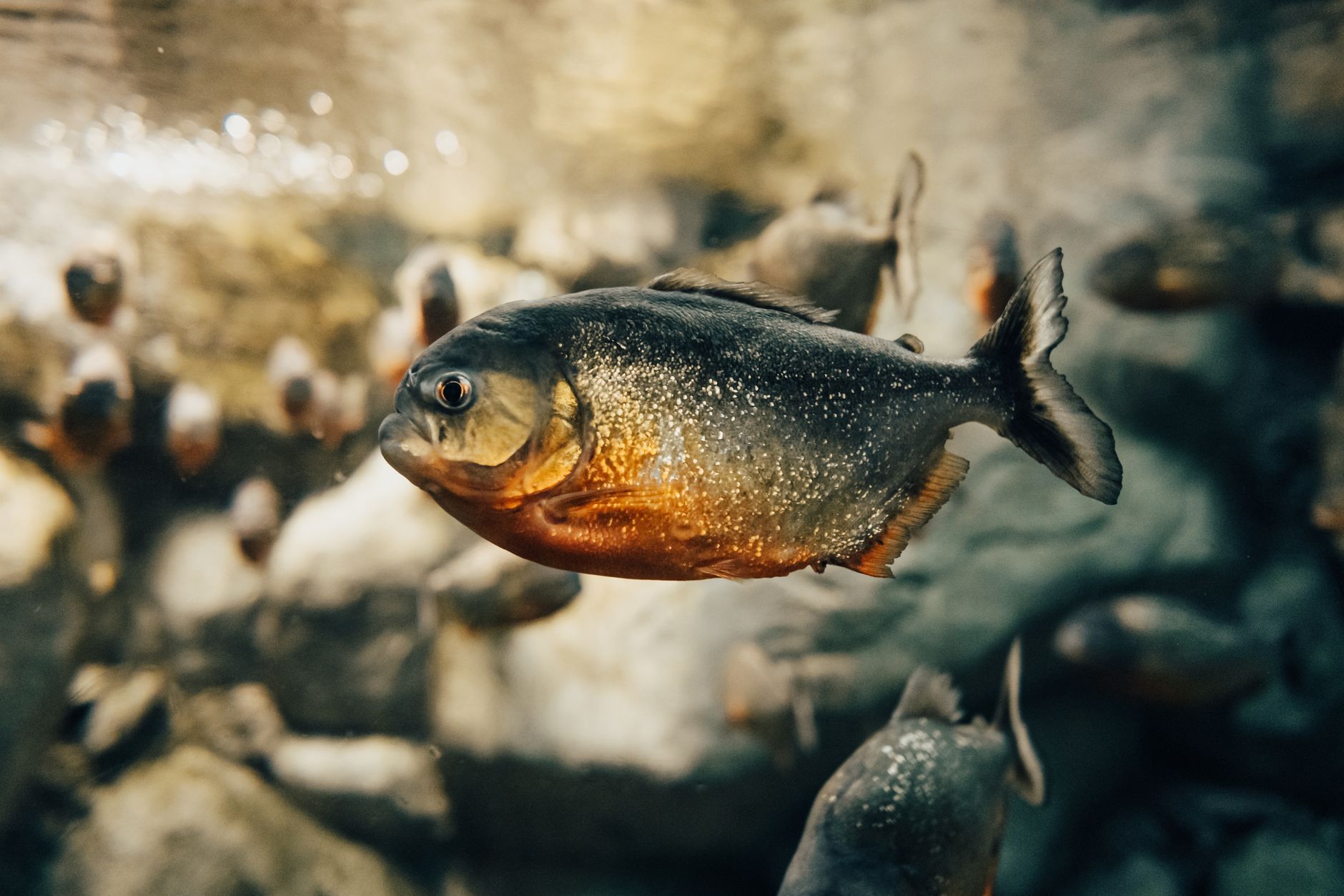 TikTok Sparks Discovery of New Subterranean Fish in Gangetic Basin