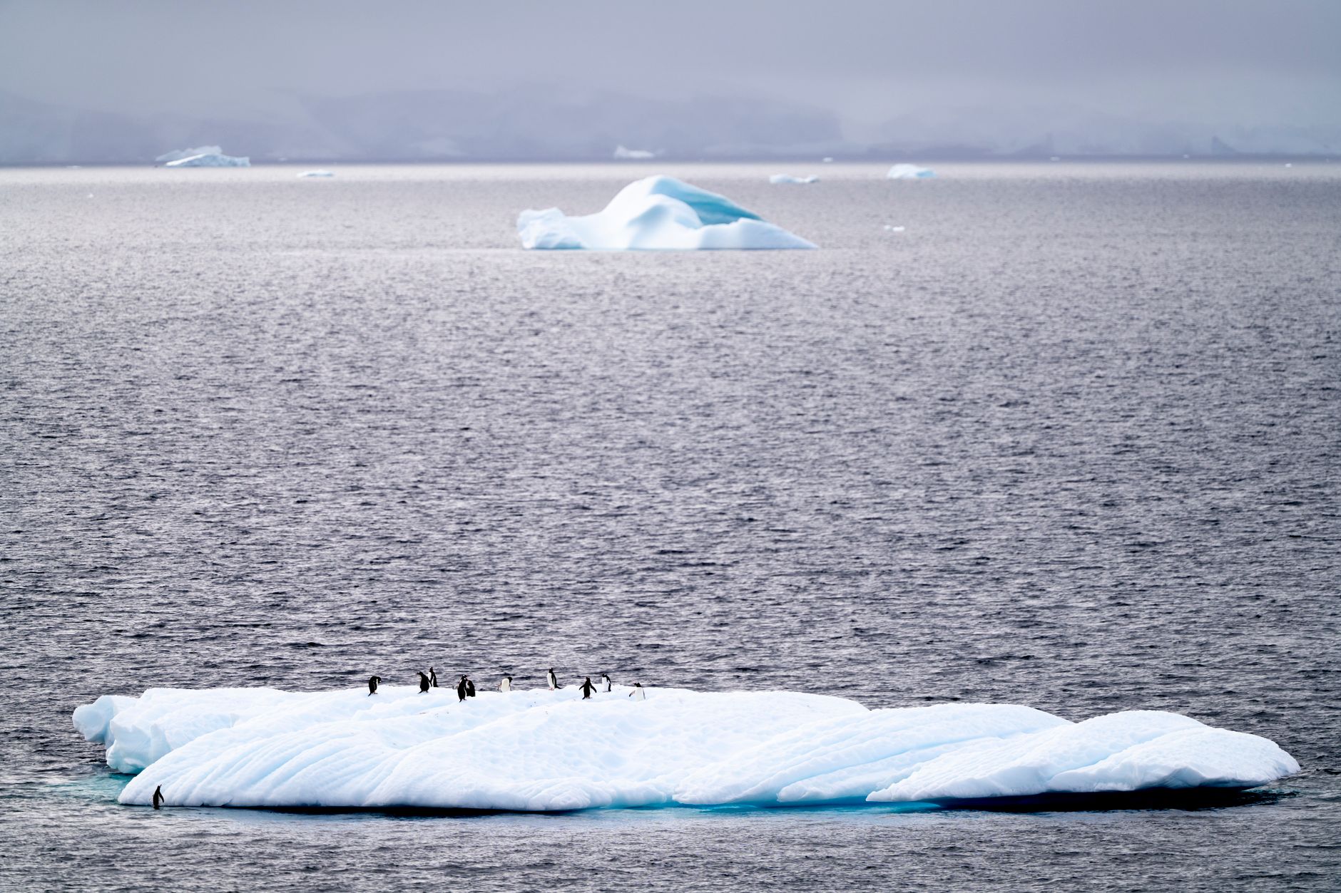 Catastrophic Decline of World's Largest Penguin Colony