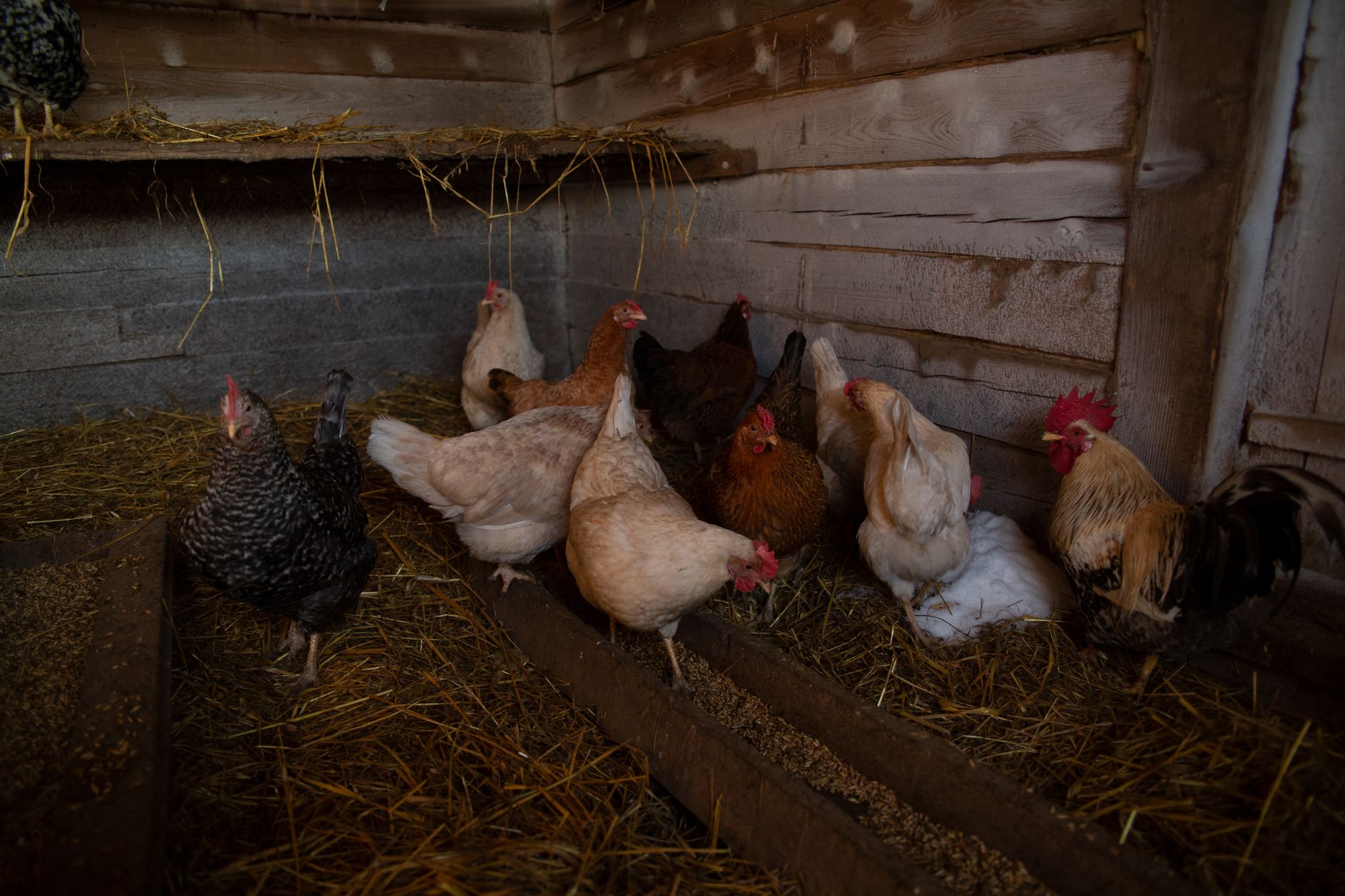 Organic Eggs: A Bigger Climate Culprit Than Caged Ones?