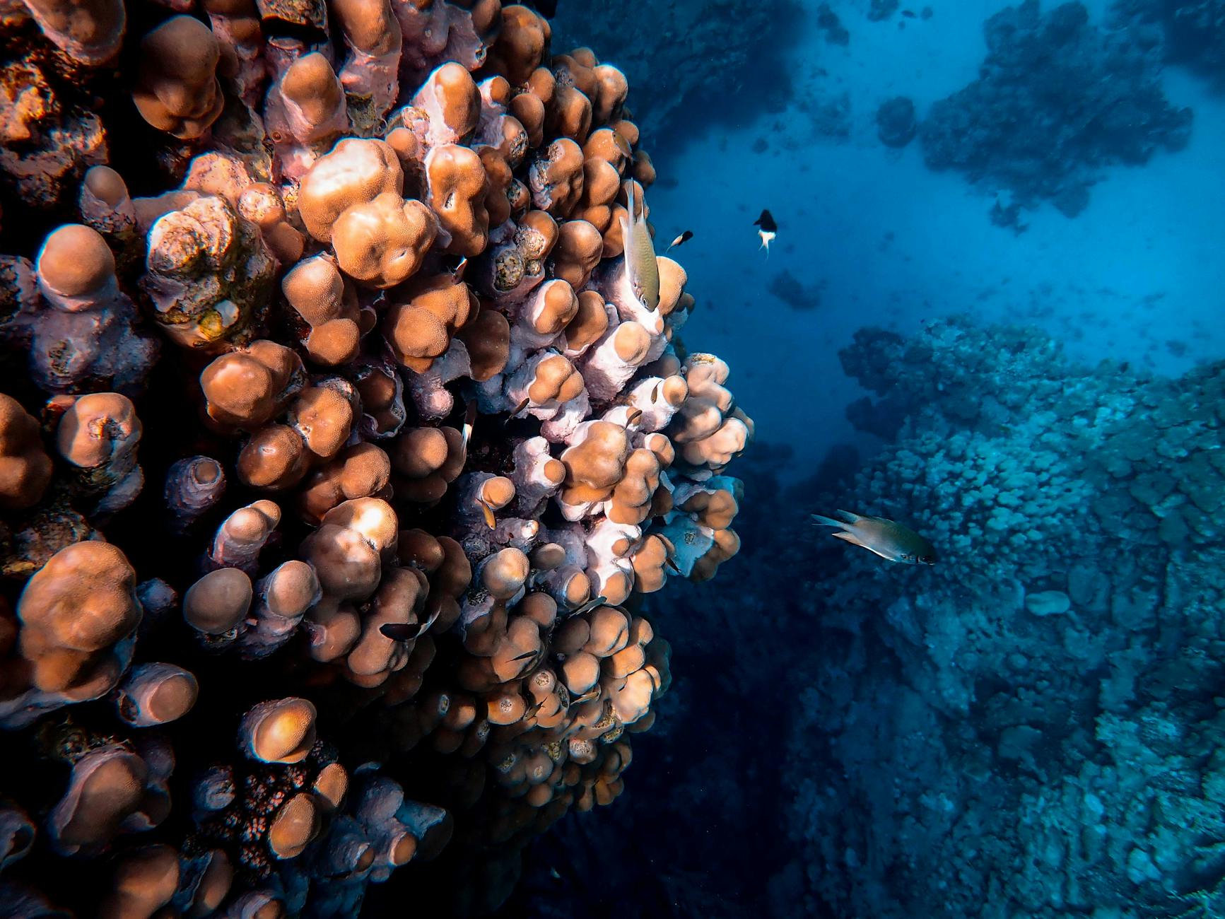 Deep-Sea Discovery: Unveiling Secrets 10km Beneath the Ocean