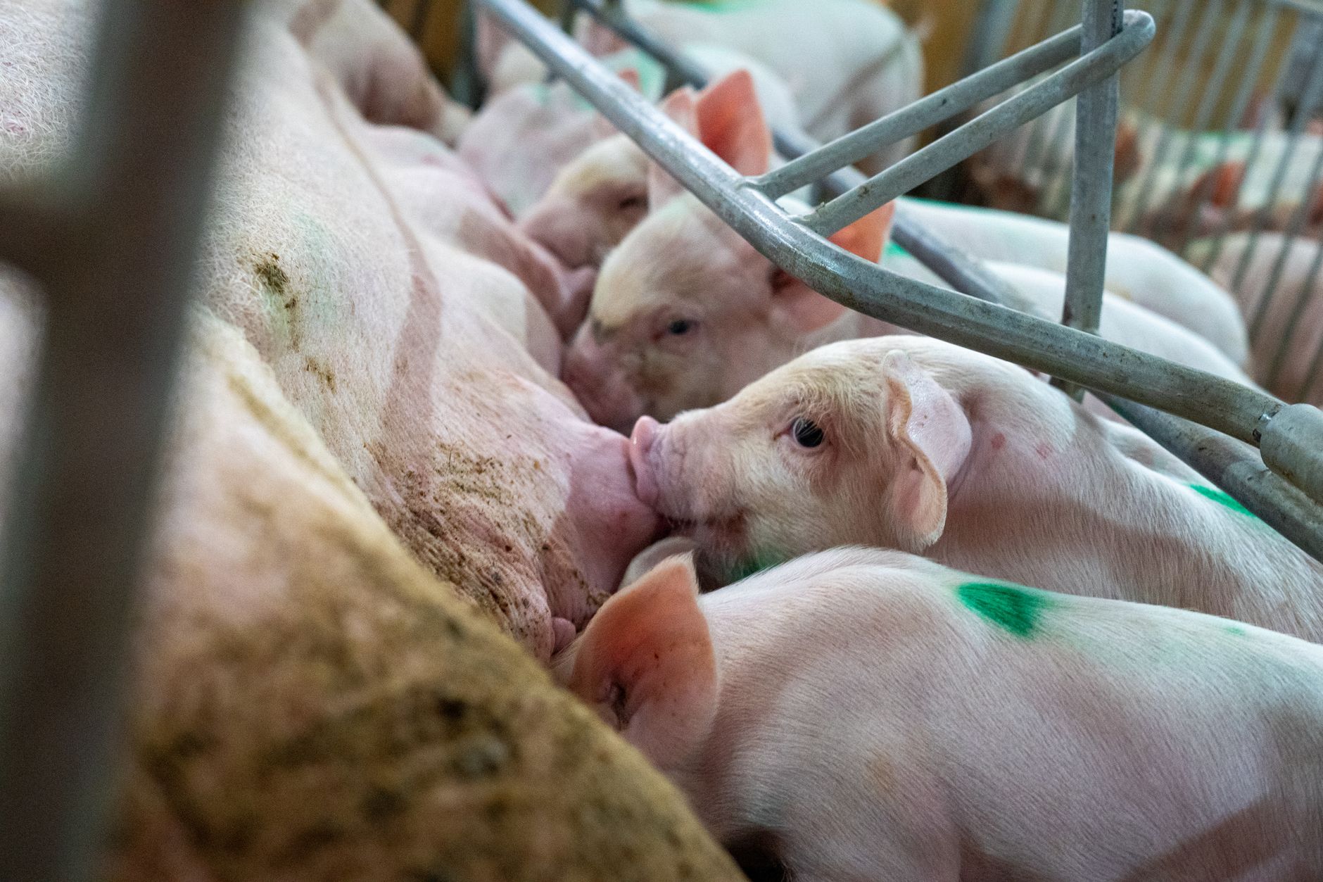 EU's New Emissions Rules Promise Clarity for Farmers and Cleaner Air