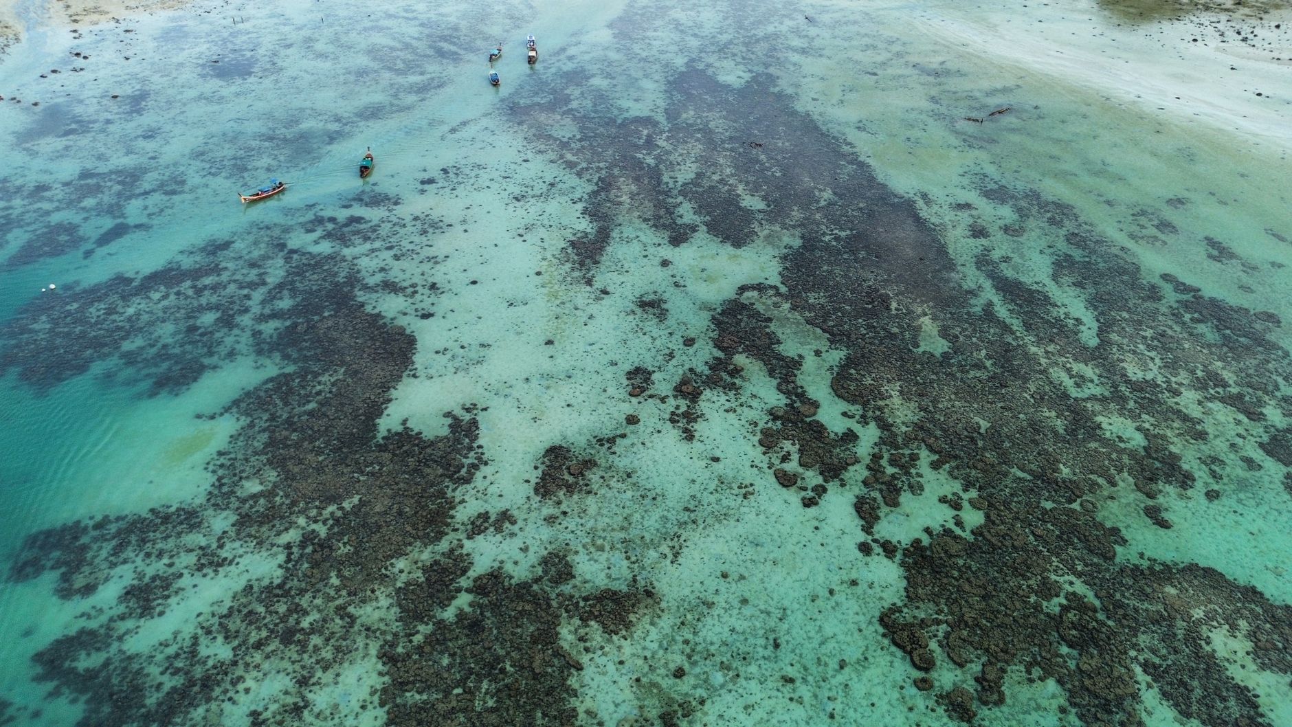 Turning Tyres into Treasure: Innovative Reef Initiative Boosts Marine Life