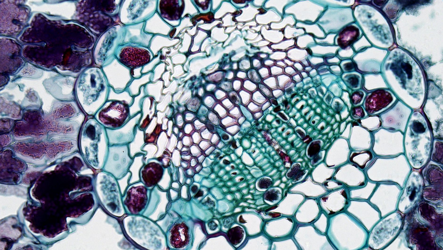 Scientists Unveil Cells Defying Death to Heal