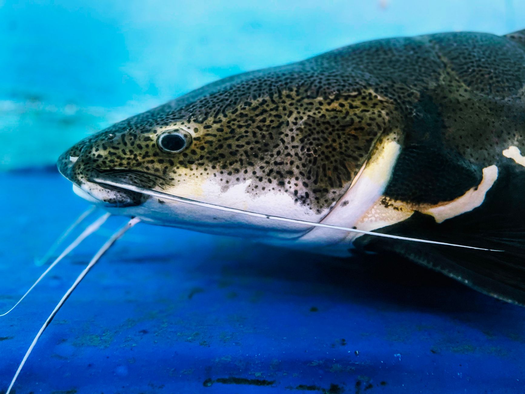Vermont Scientists Unveil Fish with Transmissible Cancer