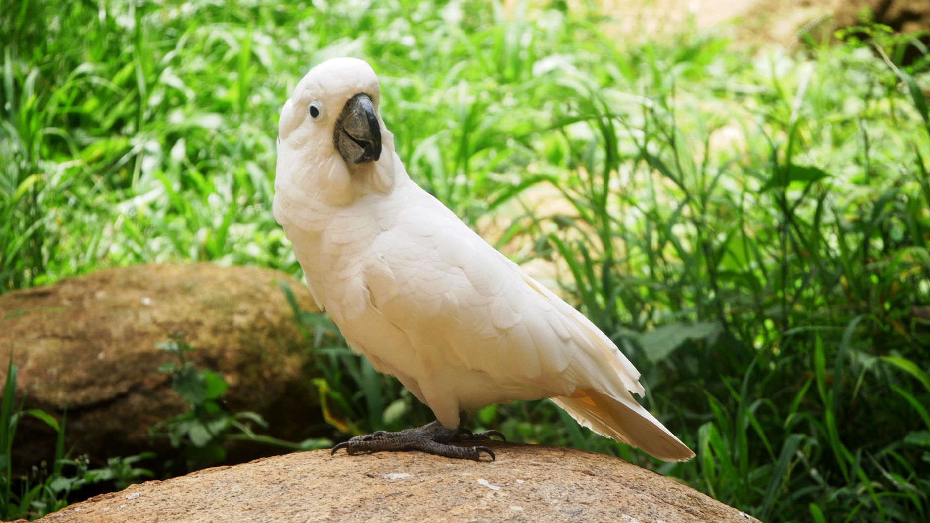 Can Cockatoos Grasp Death? Scientists Seek Answers