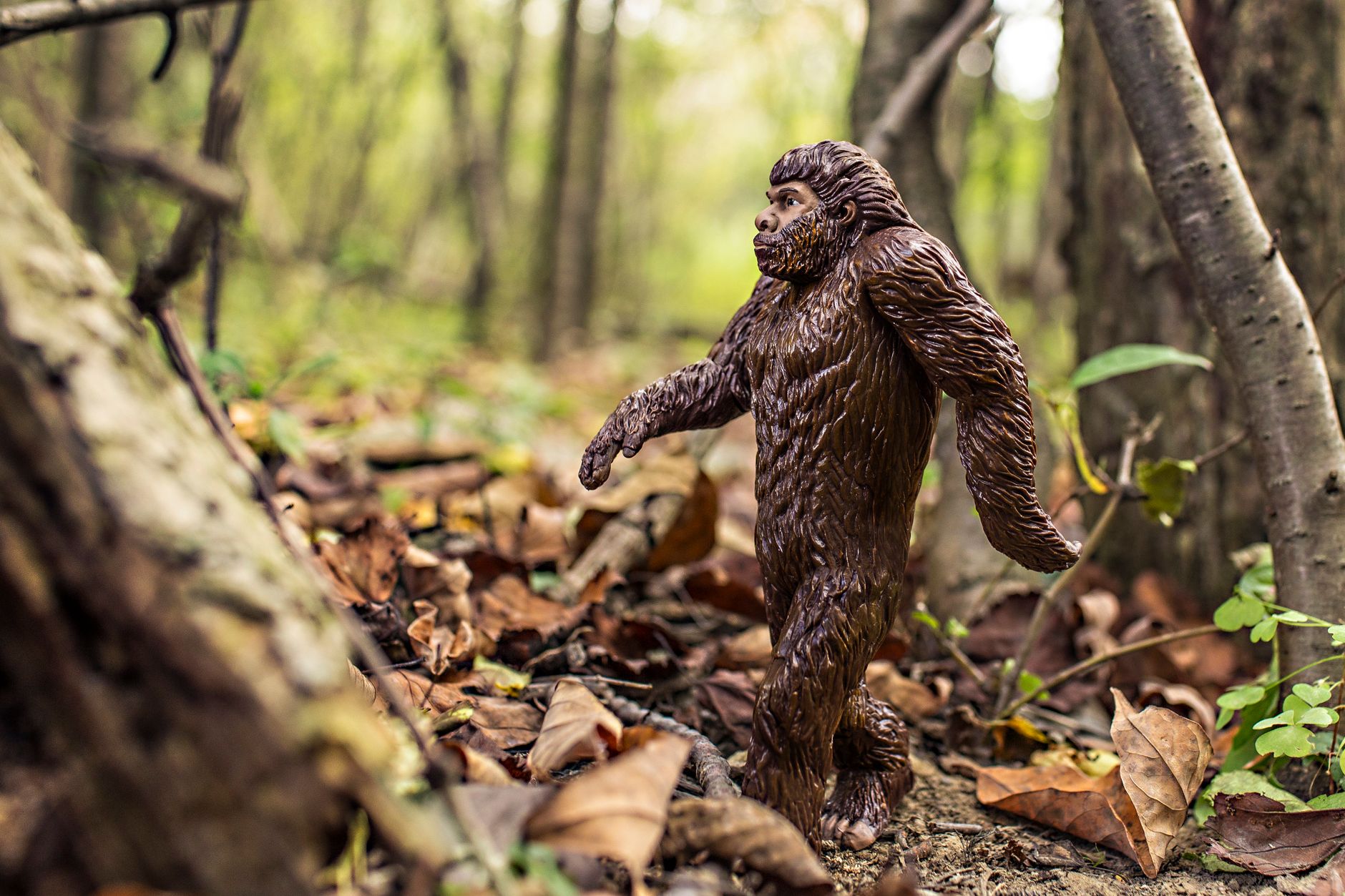 The Science Behind the Search for Bigfoot