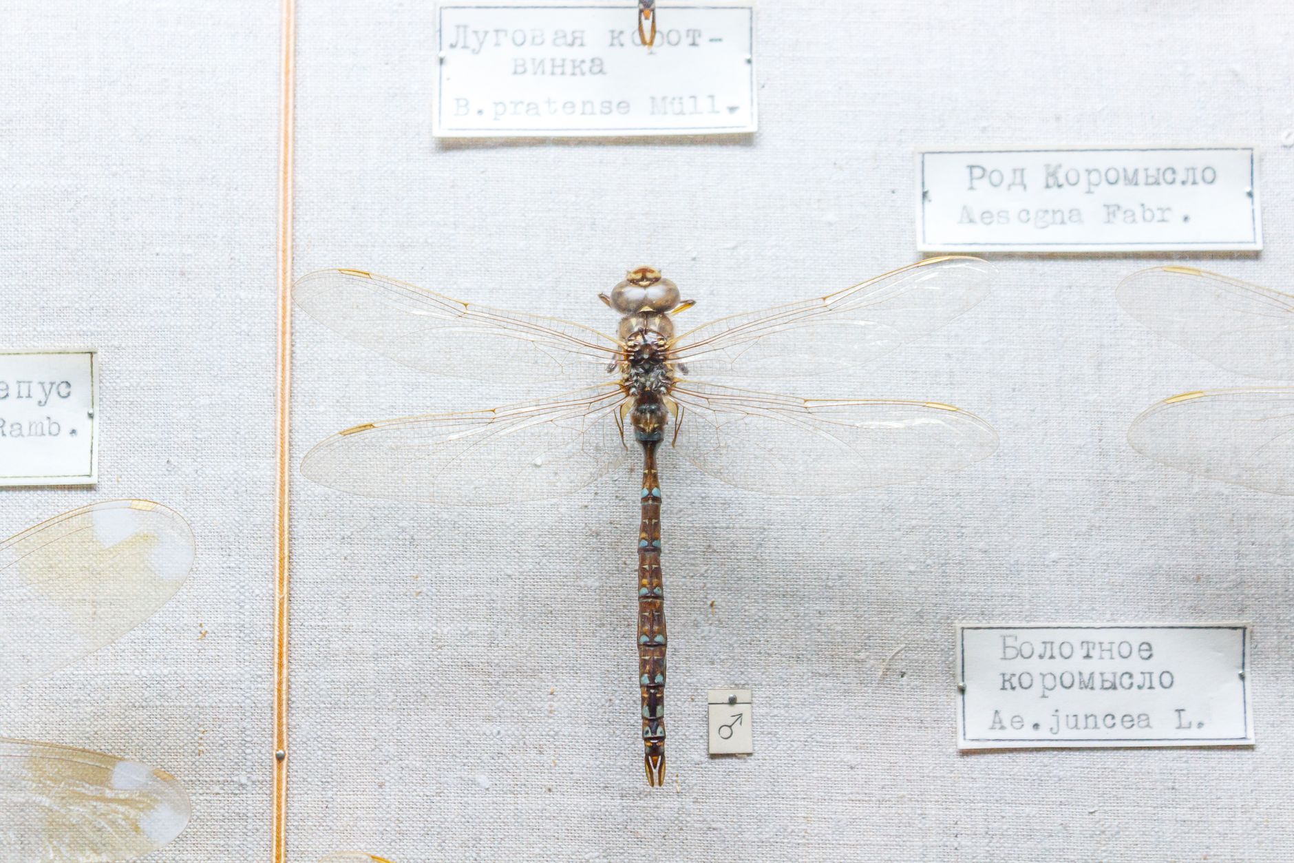 Mizoram's Museum Gains National Status as Biodiversity Repository