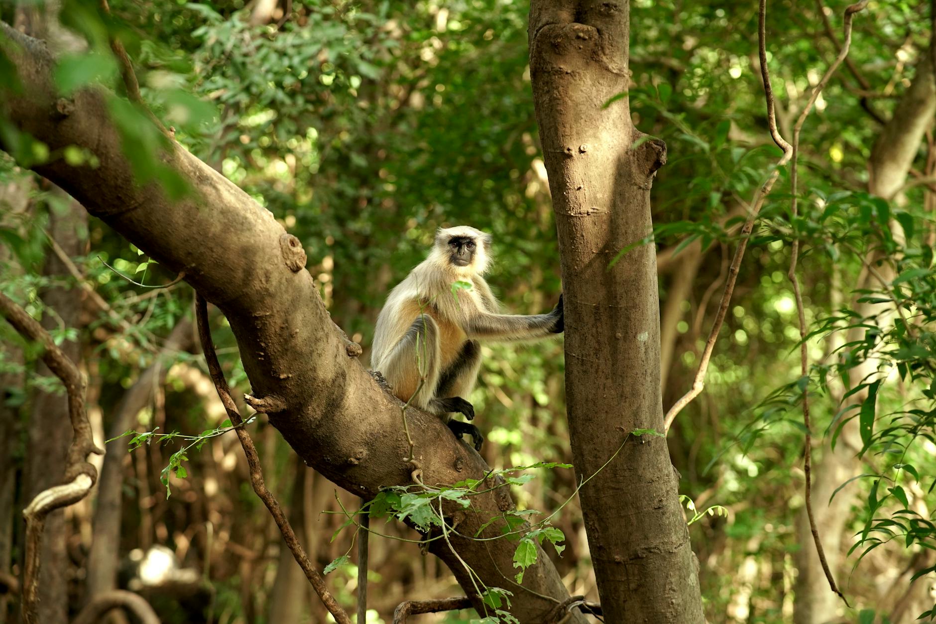 India's Local Initiatives Take Centre Stage on Biodiversity Day