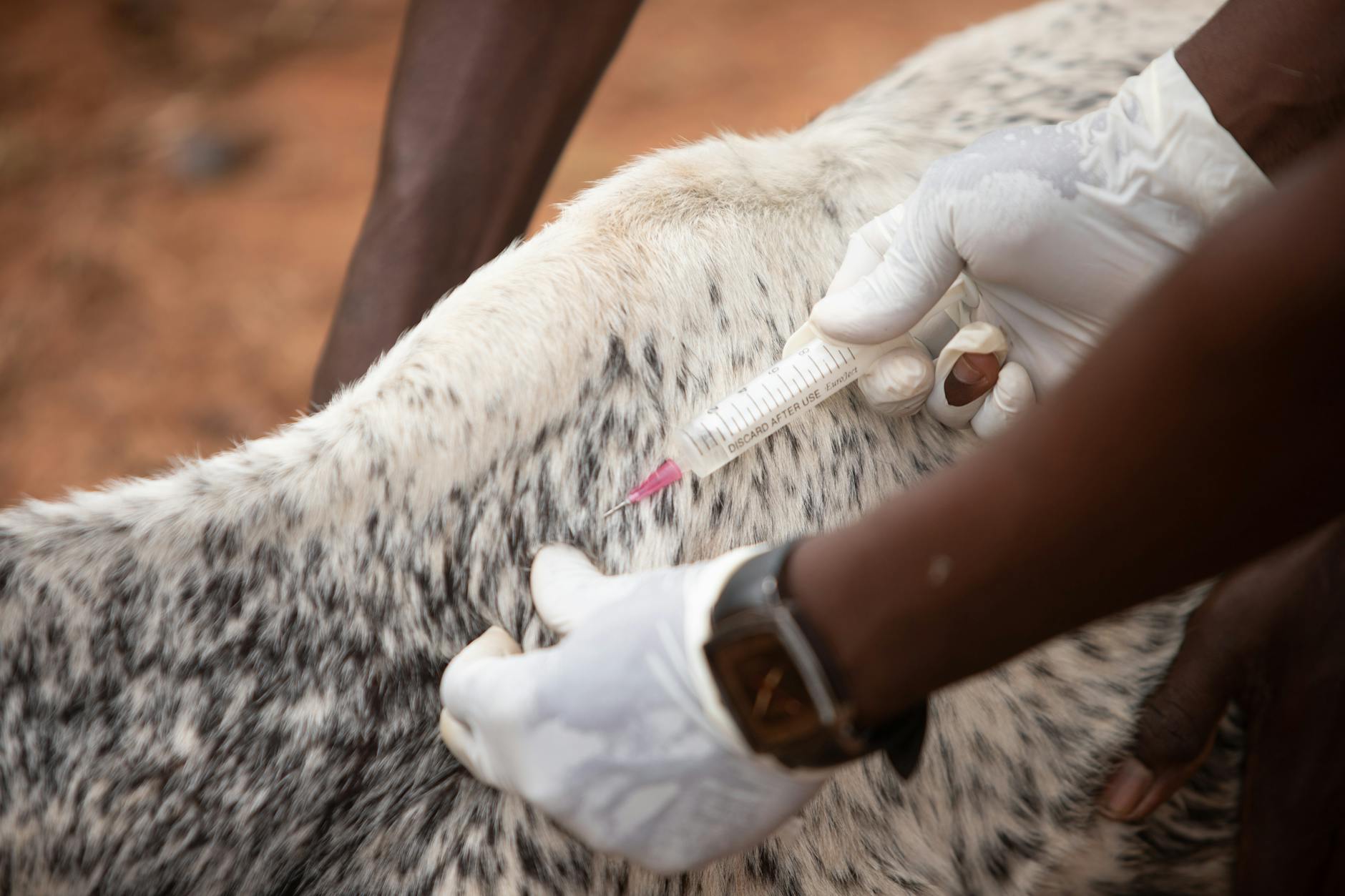 Ebola Crisis Deepens in Congo: Rare Strain Sparks Alarm