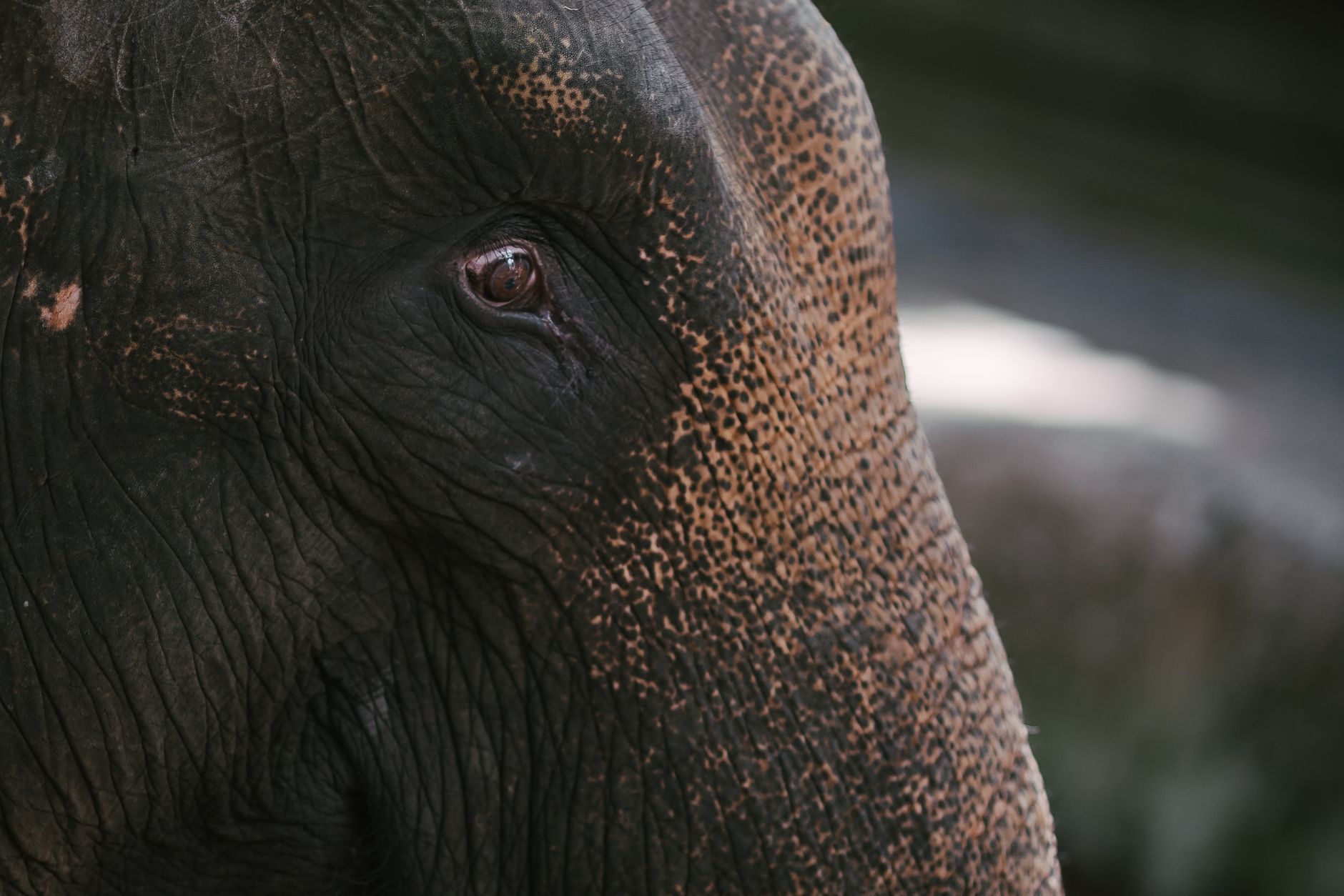 Genetic Challenges: Inbreeding Threatens Elephant Health in Malaysia