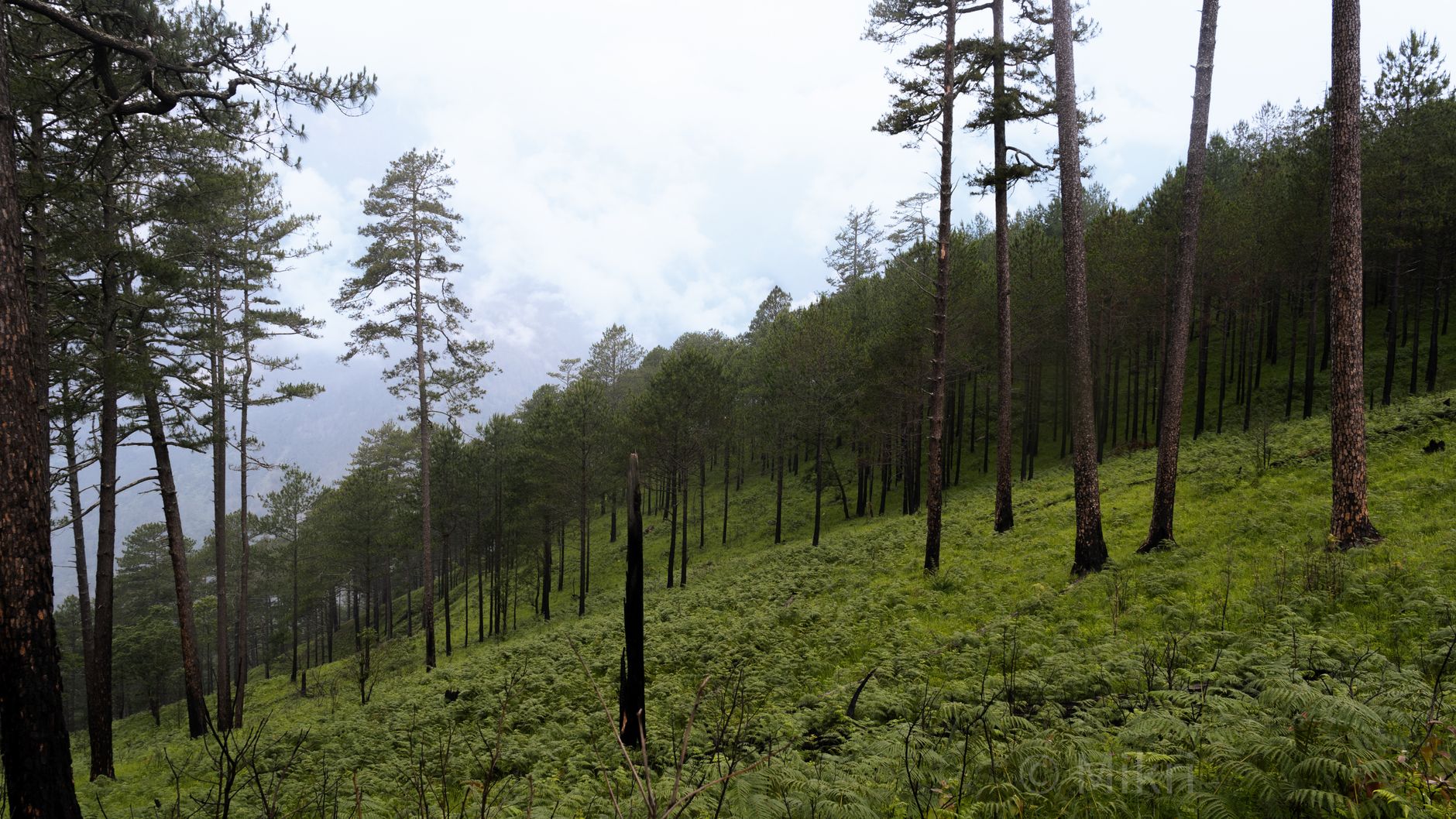 Arunachal's Forests Face Threat from Hydel Project Plans