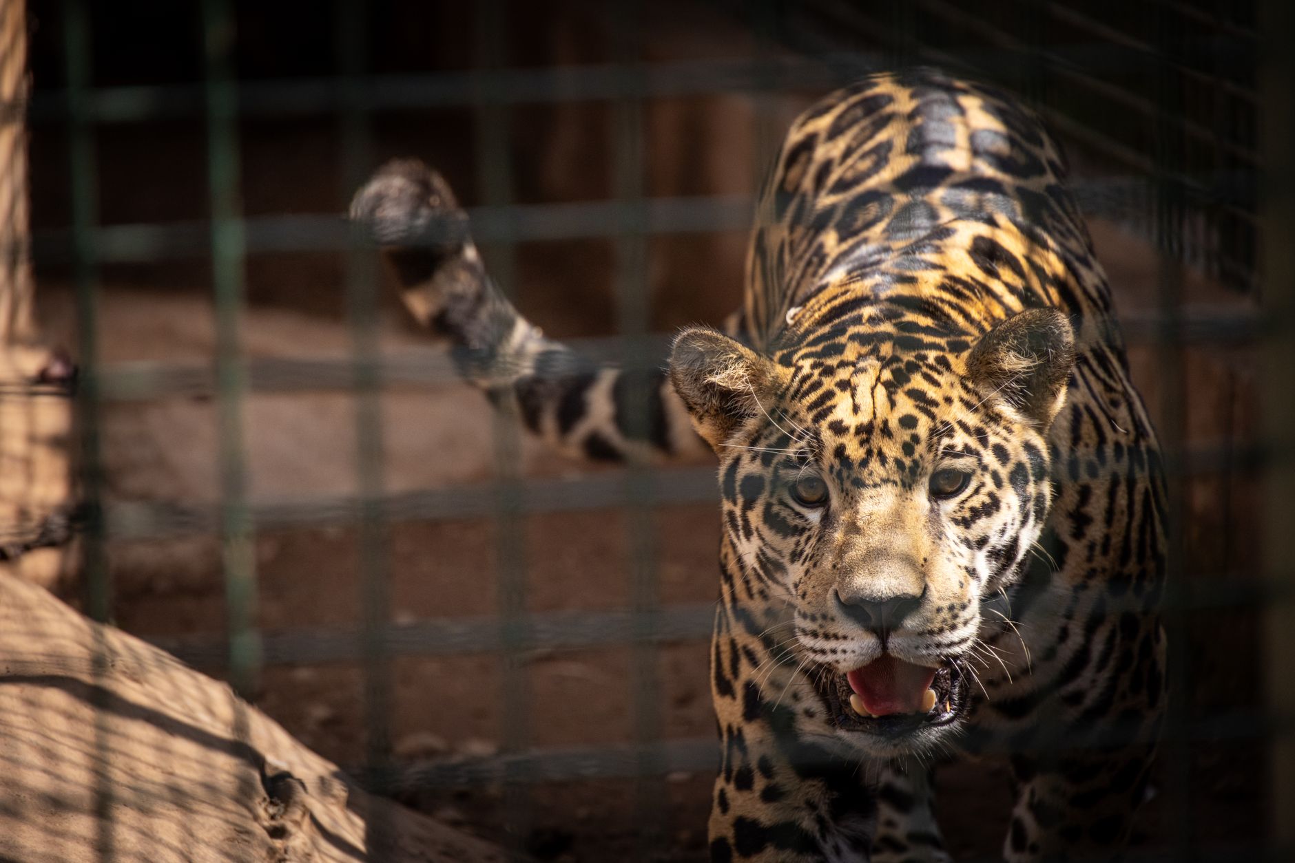 Concerns Arise After Big Cats Die at Tirupati Zoo