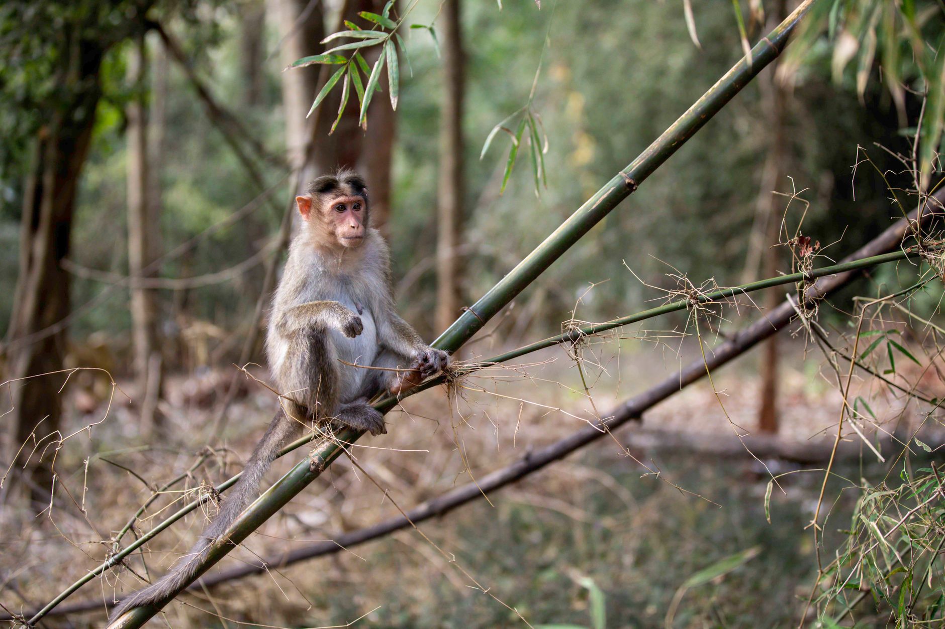 Balancing Tourism and Ecology in Karnataka's Joida