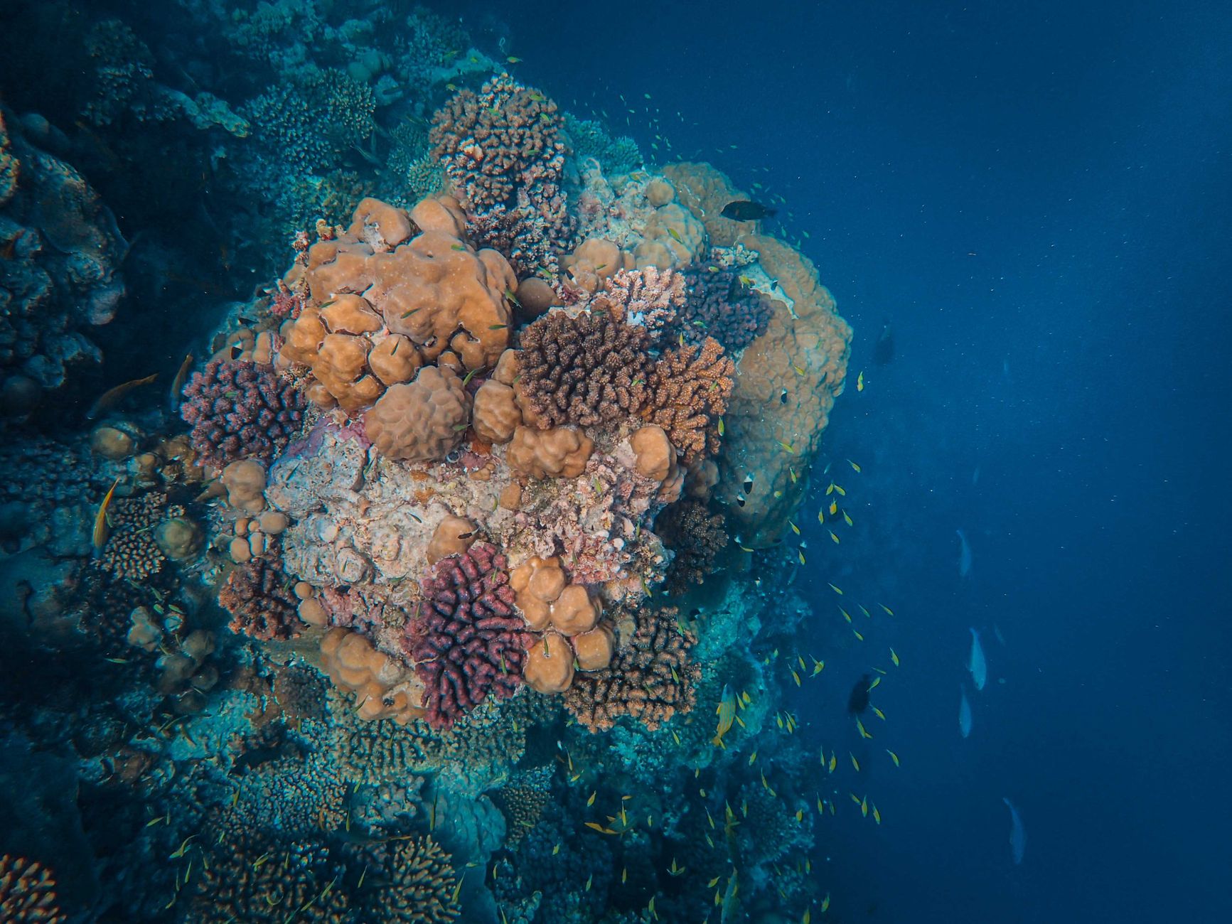 Navigating the Depths: Balancing Discovery with Ocean Care