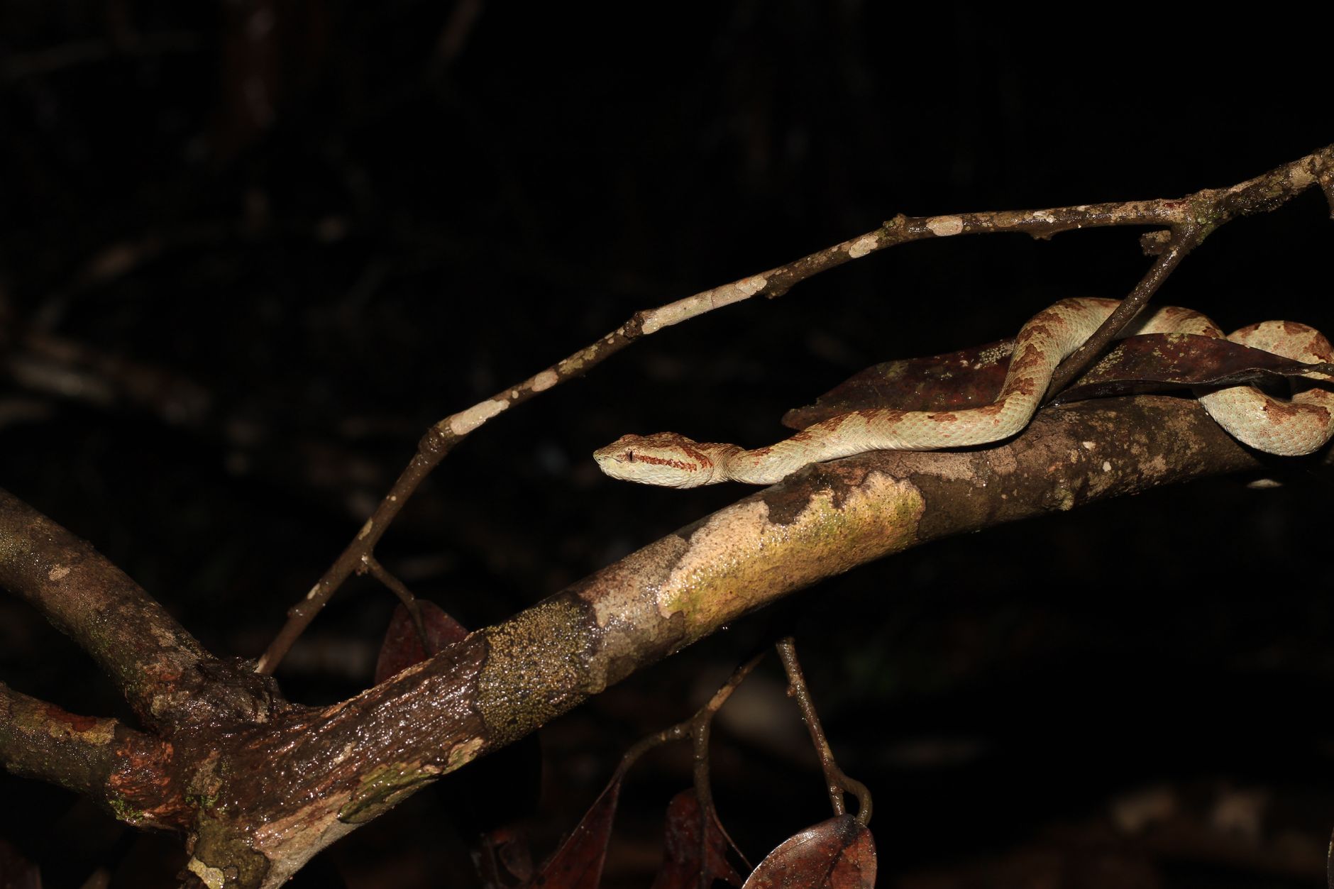 Newly Discovered Snake Named After Guns N' Roses' Slash