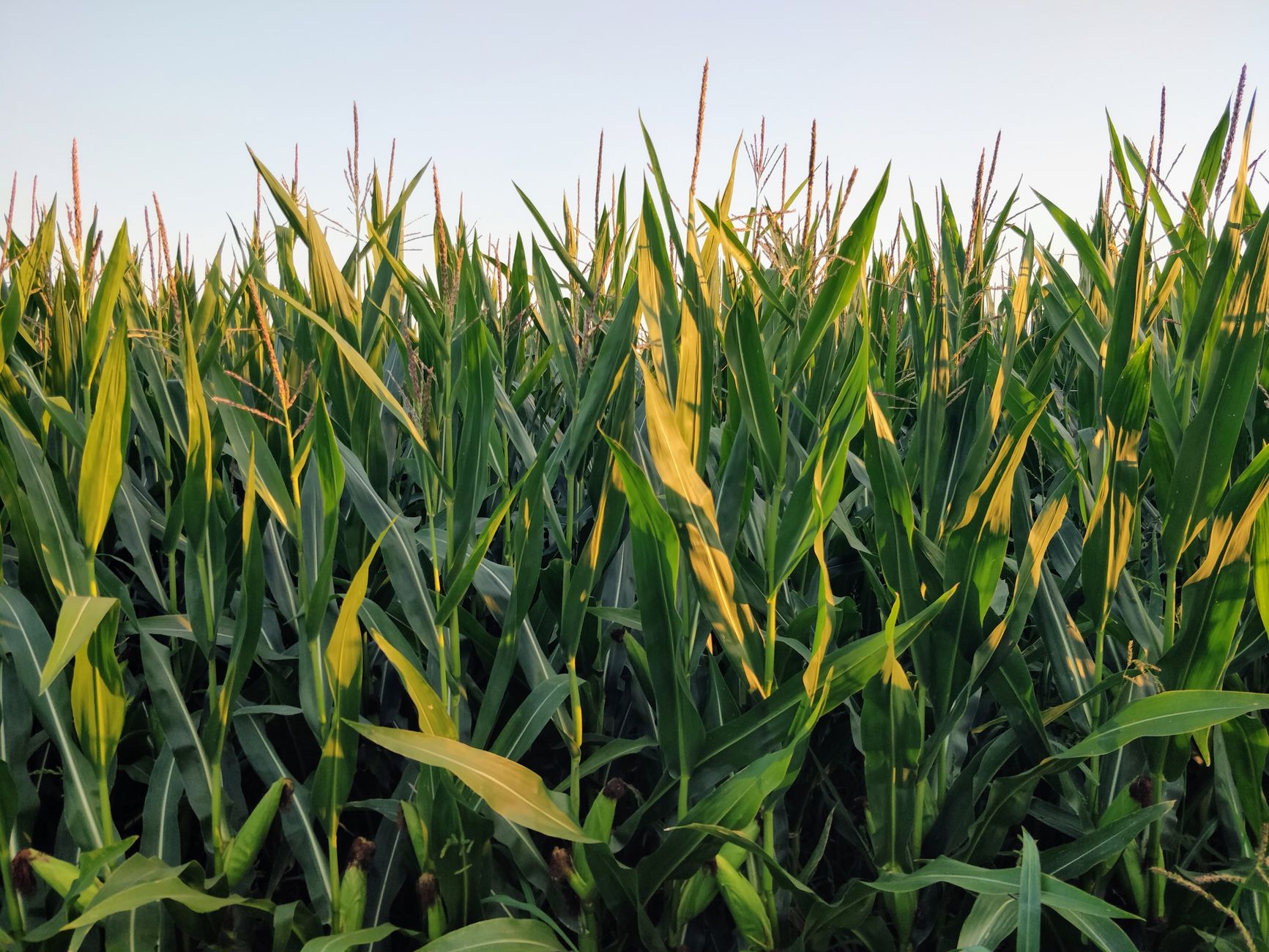 India's Sugar Conundrum: Ethanol Ambitions Stir Price Surge