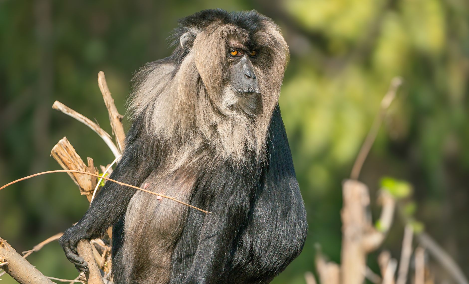 Delhi's Animal Antics: Monkeys and Pigeons Challenge Badminton's Elite