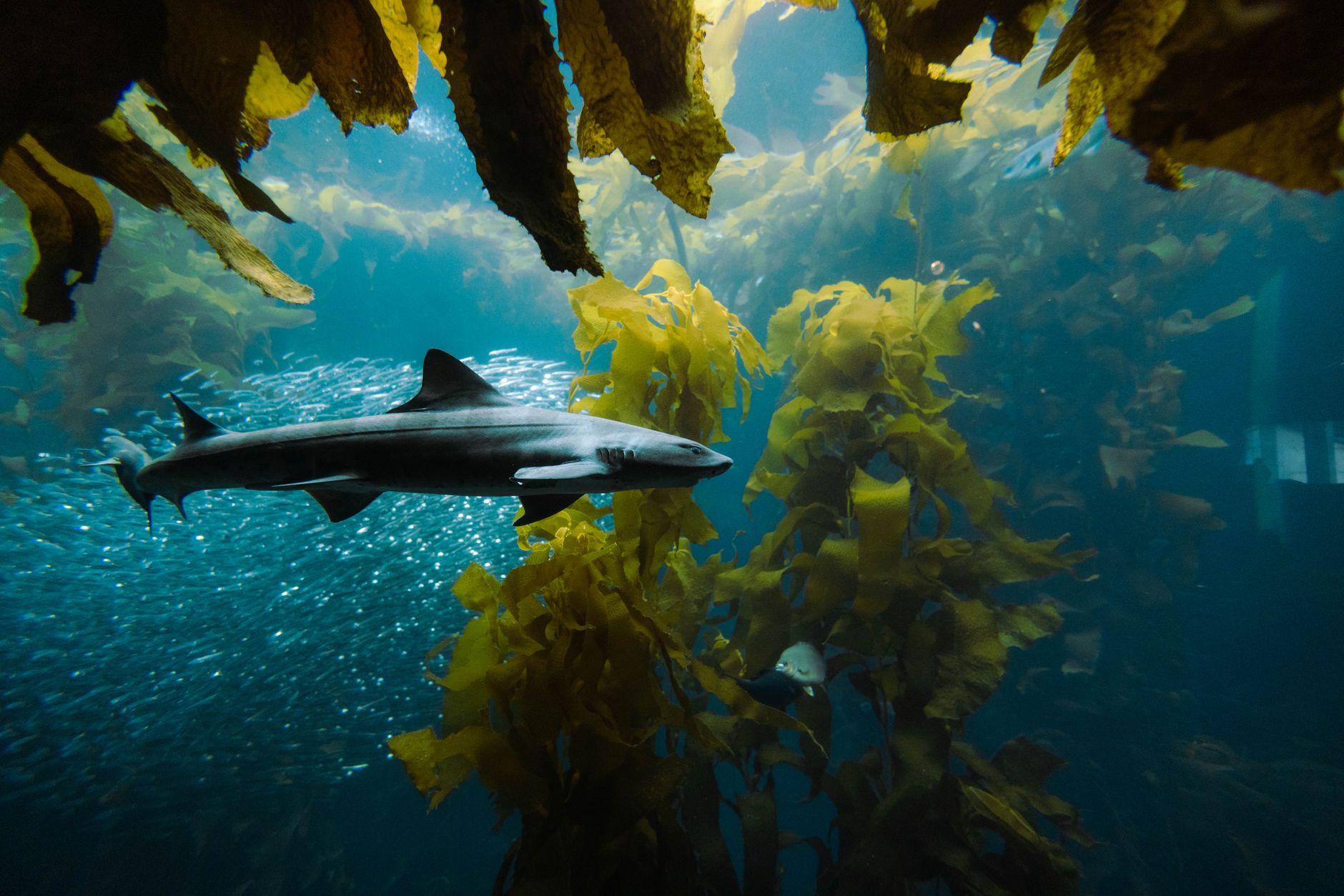 Greenland's Debate: The Fate of the Ancient Sharks
