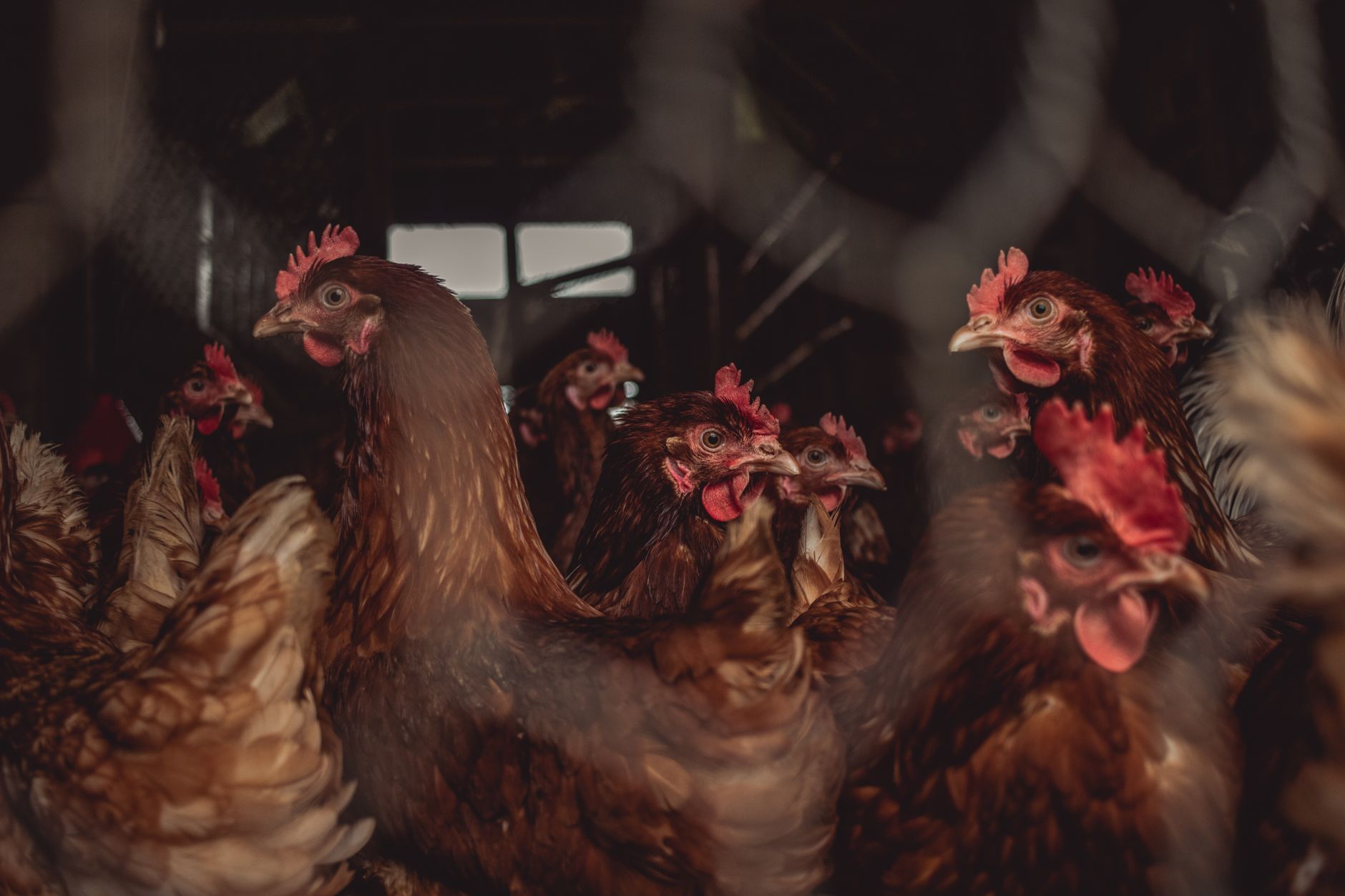 The Climate Cost of Organic Eggs: A Surprising Revelation