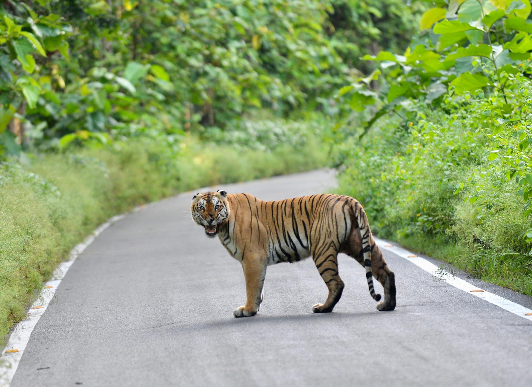 Controversy Brews as Expressway Cuts Through Tiger Territory