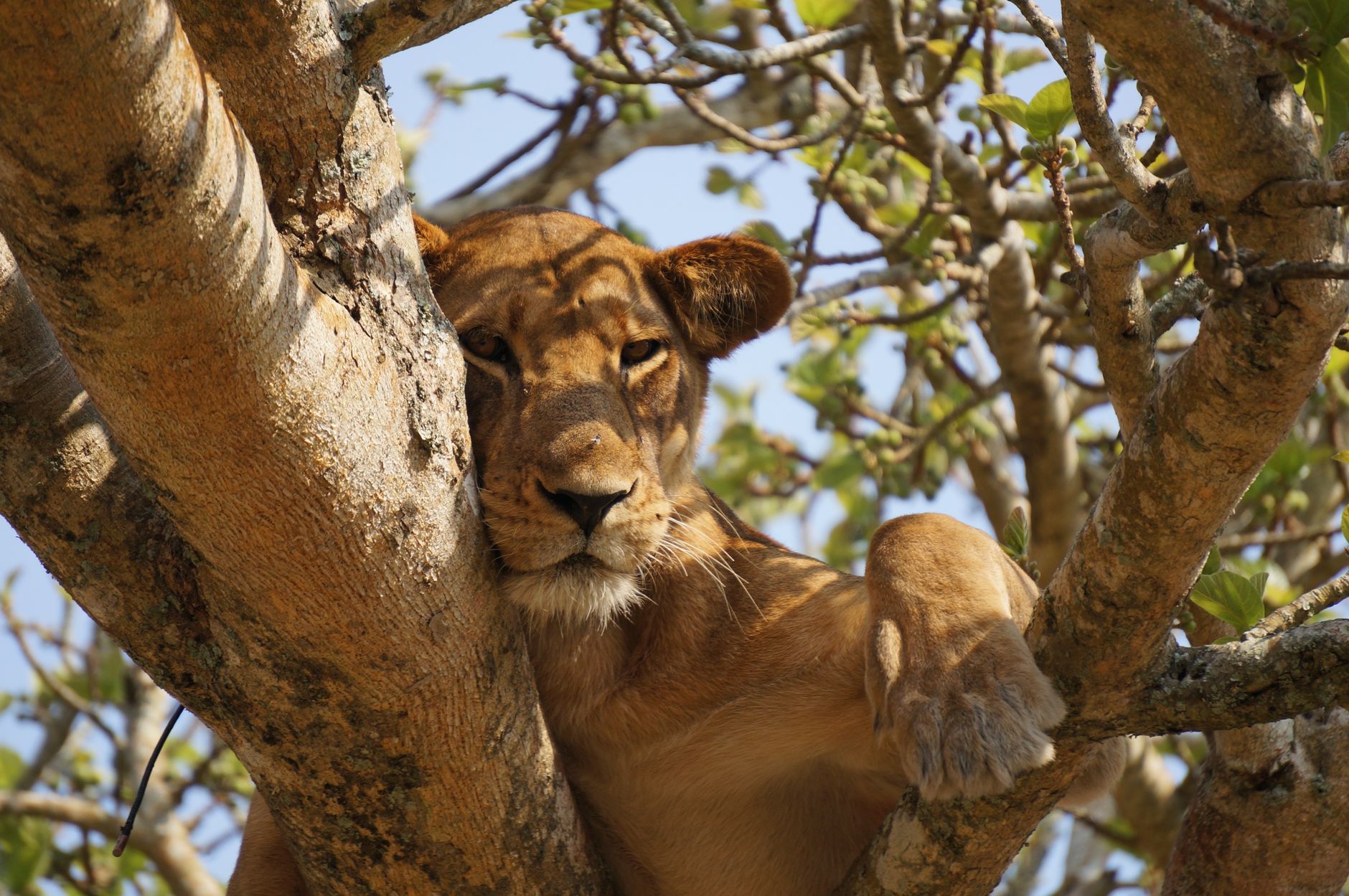 Remarkable Lion Defies Odds with Innovative Hunting Methods