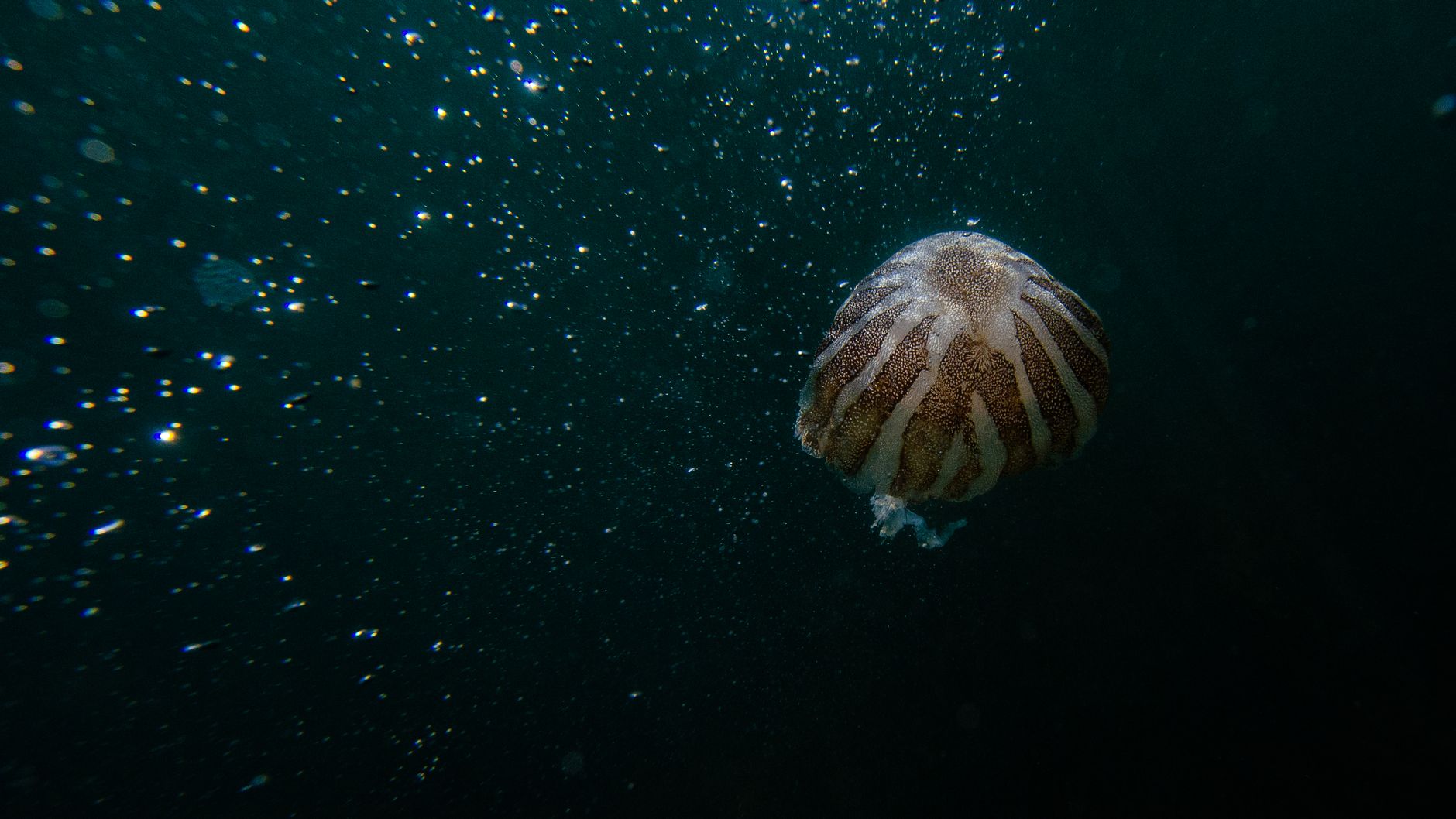 Mariana Trench: Plunging into Earth's Deepest Abyss