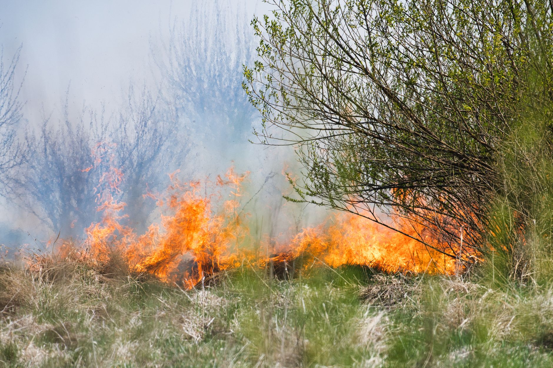 EU Nations Race Against Time for Nature Restoration Plans