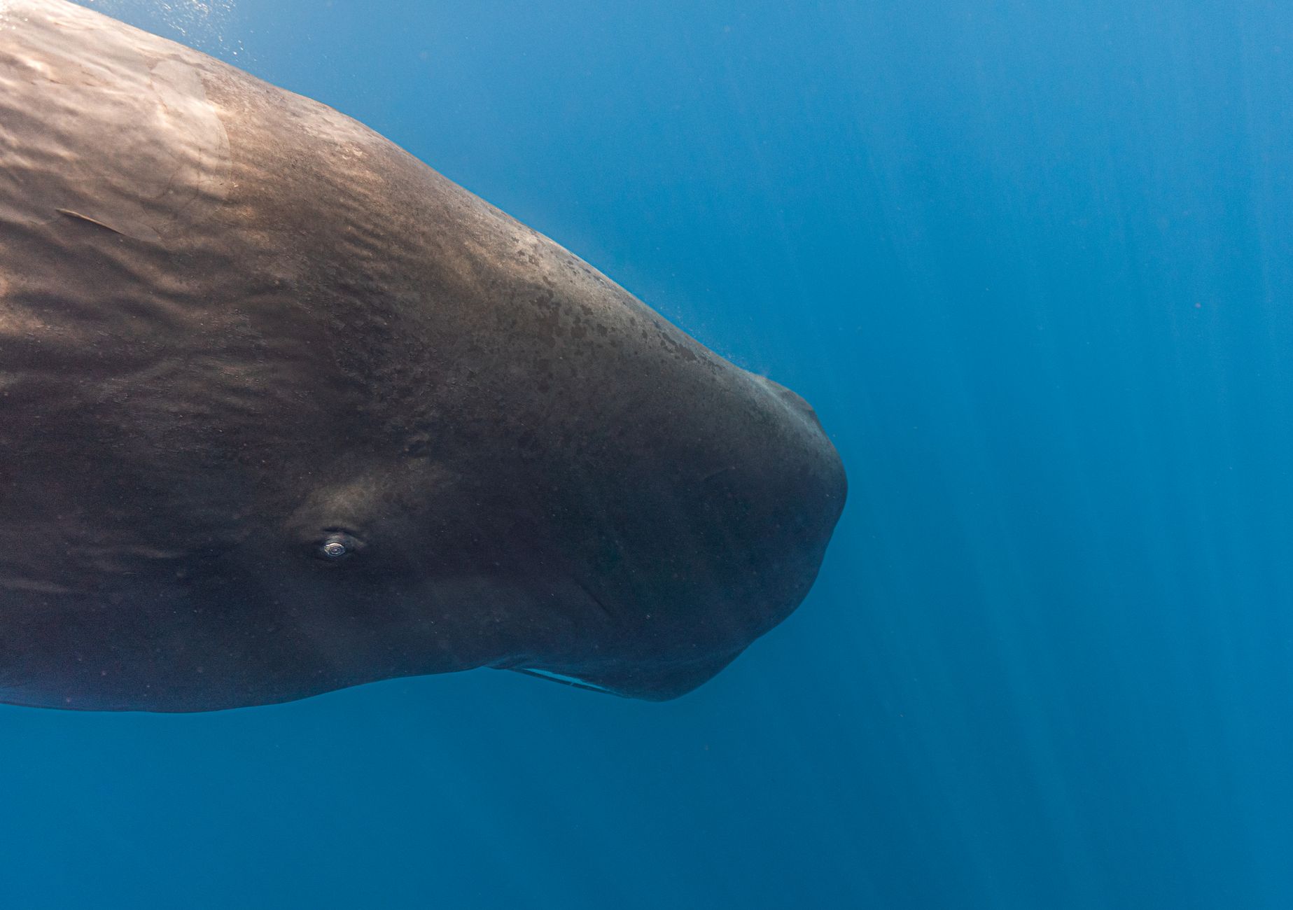 Colossal Scorpion and Whale Graveyard: This Week's Science Revelations