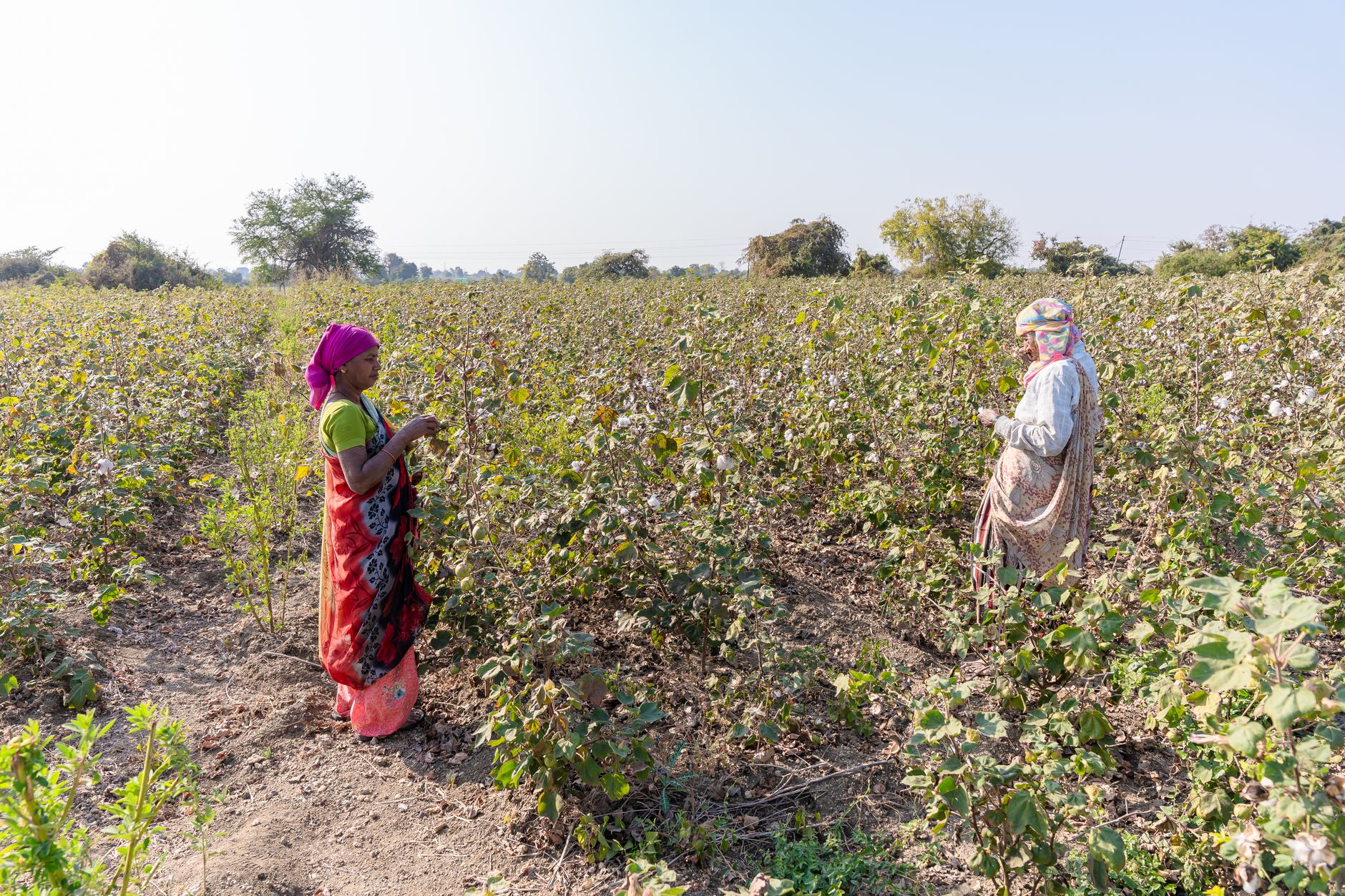 Call for HTBt Cotton Cultivation as Farmers Seek Technological Edge