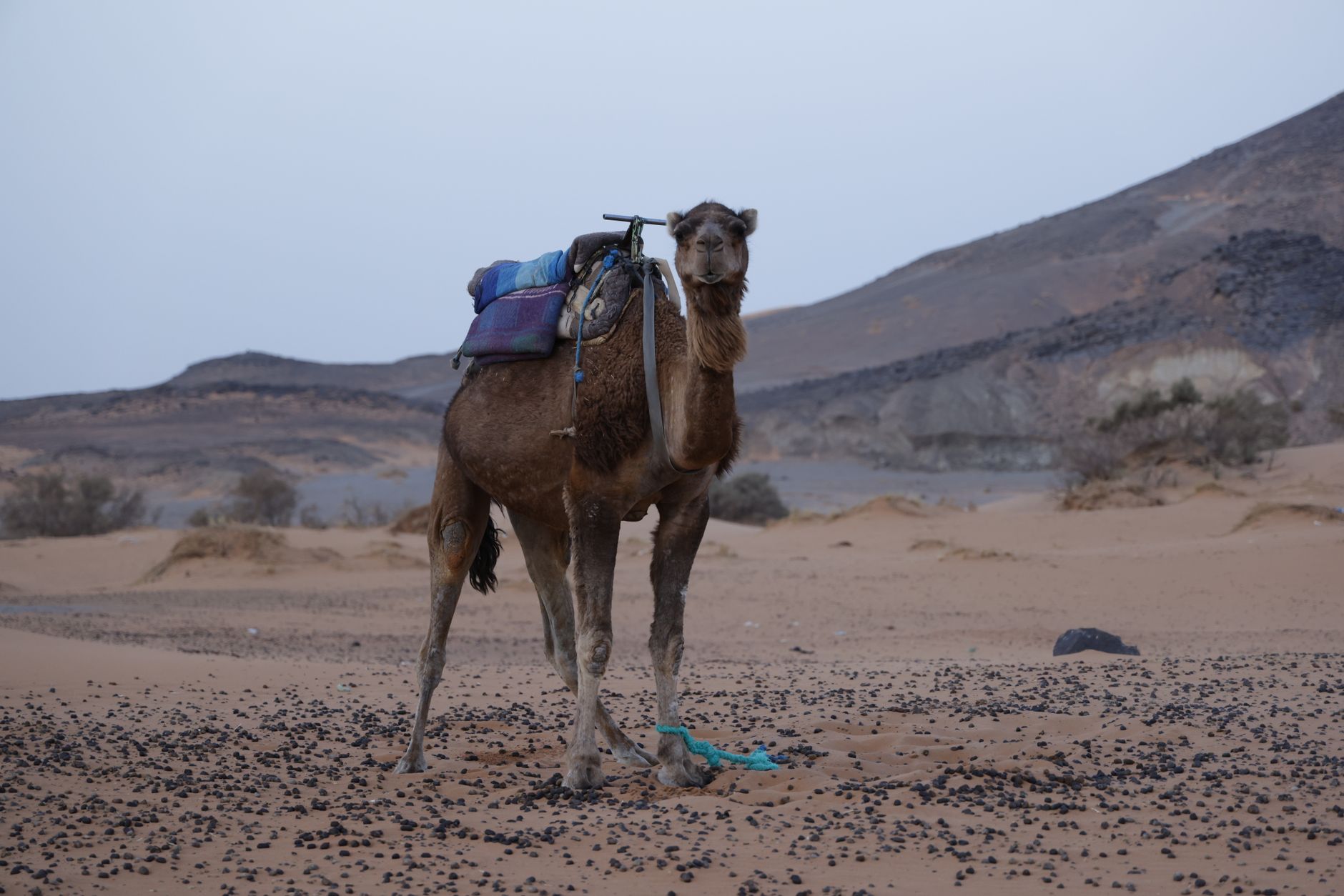 Deserts of Peril: Nature's Most Lethal Terrains