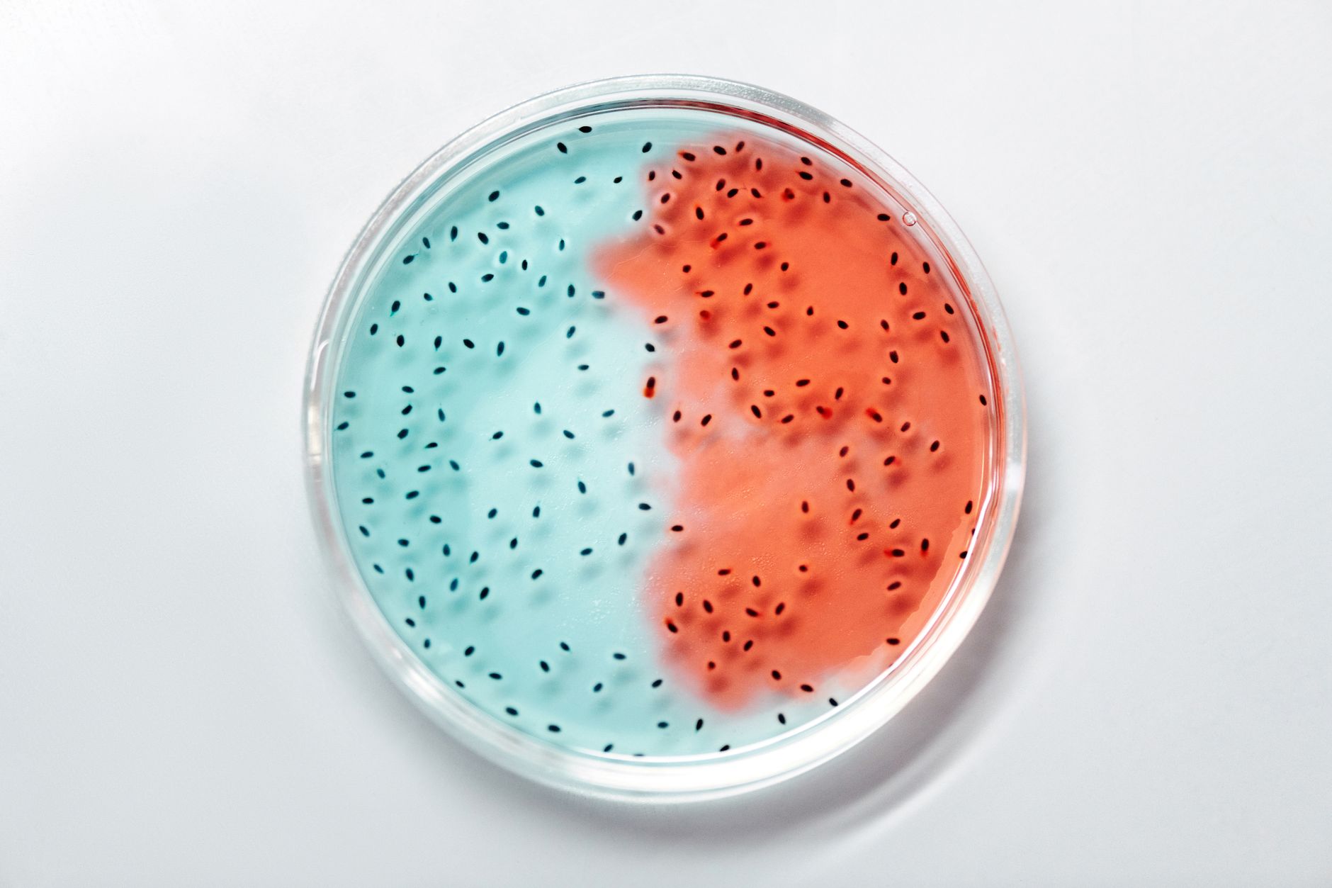 Is Your Low-Fibre Diet Causing Gut Microbes to Turn Cannibalistic?
