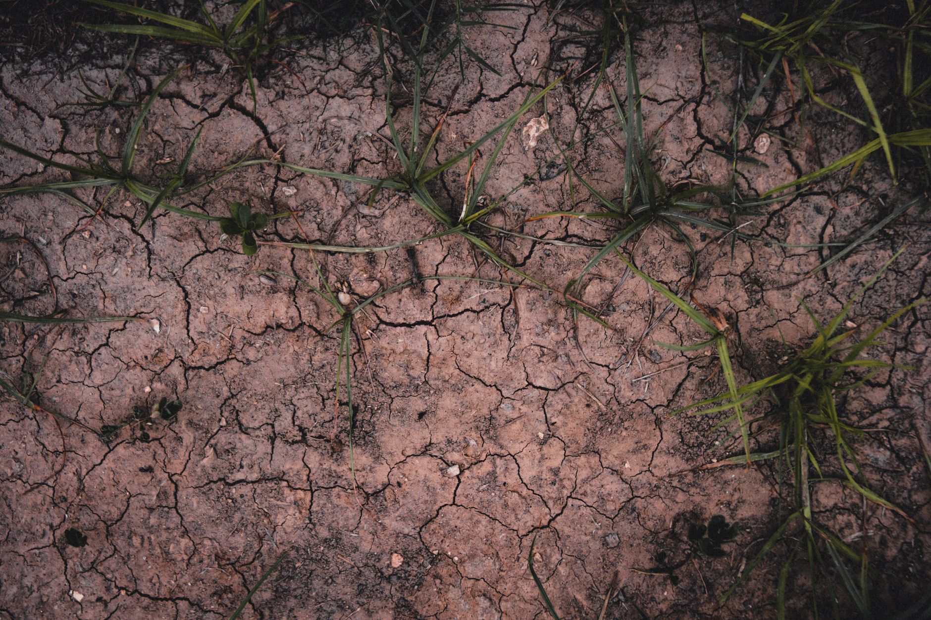 Parched Pastures: The Unseen Consequences of Britain's Driest Month