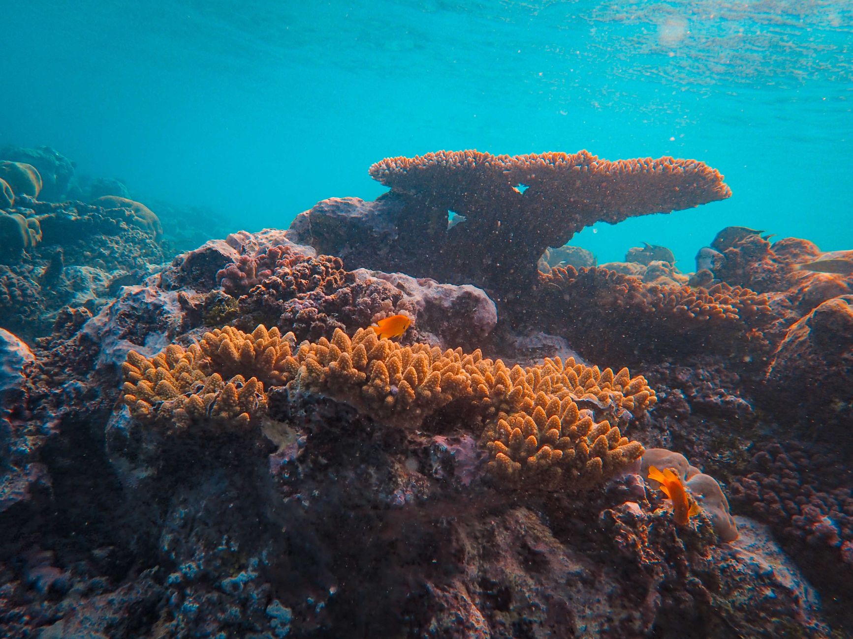 The Hidden Cost of Sunscreen: A Threat to Marine Life
