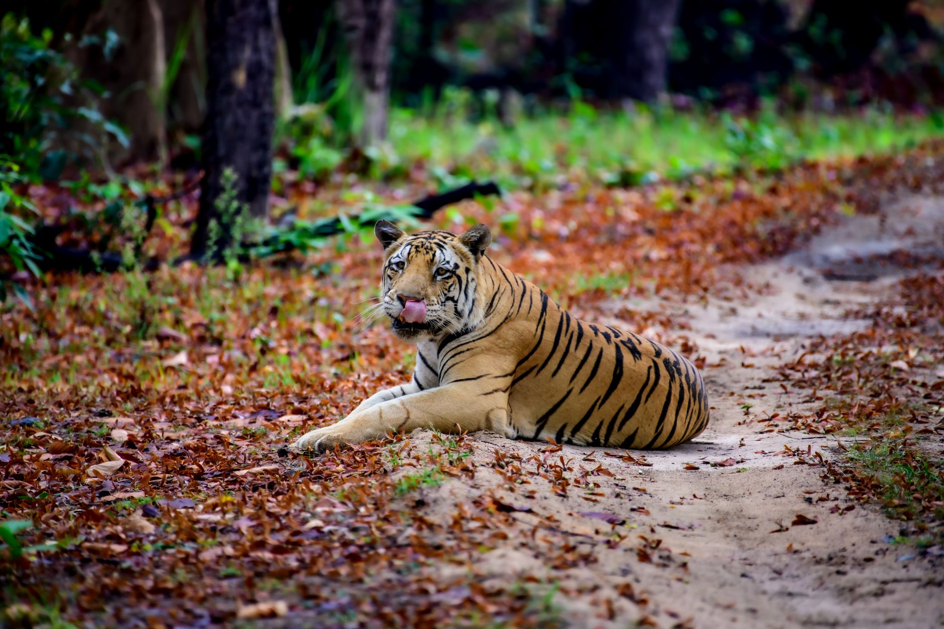 India's Tiger Triumph: A Blueprint for Global Wildlife Recovery