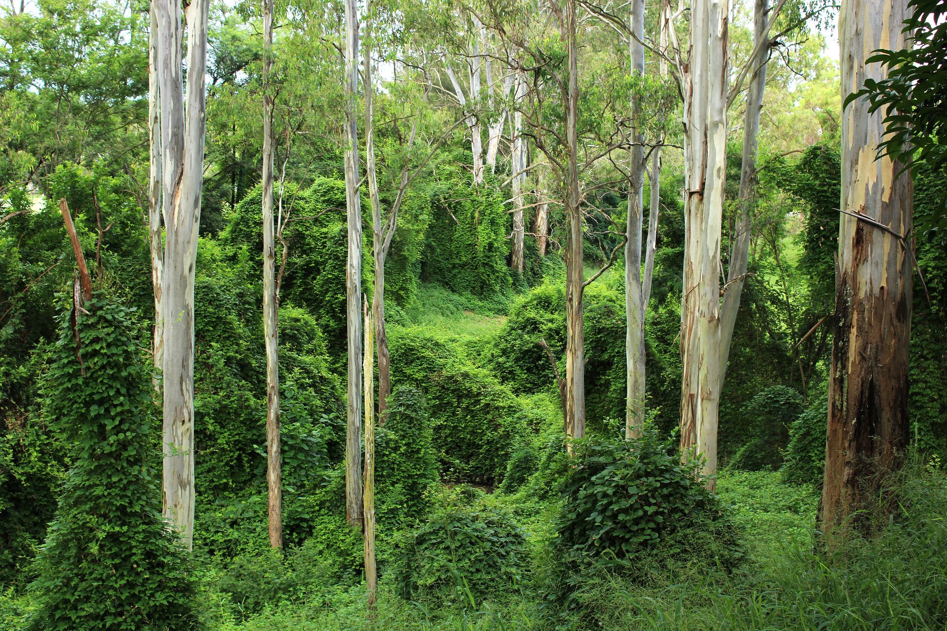 How Australia's Wartime Rubber Quest Unleashed an Invasive Menace