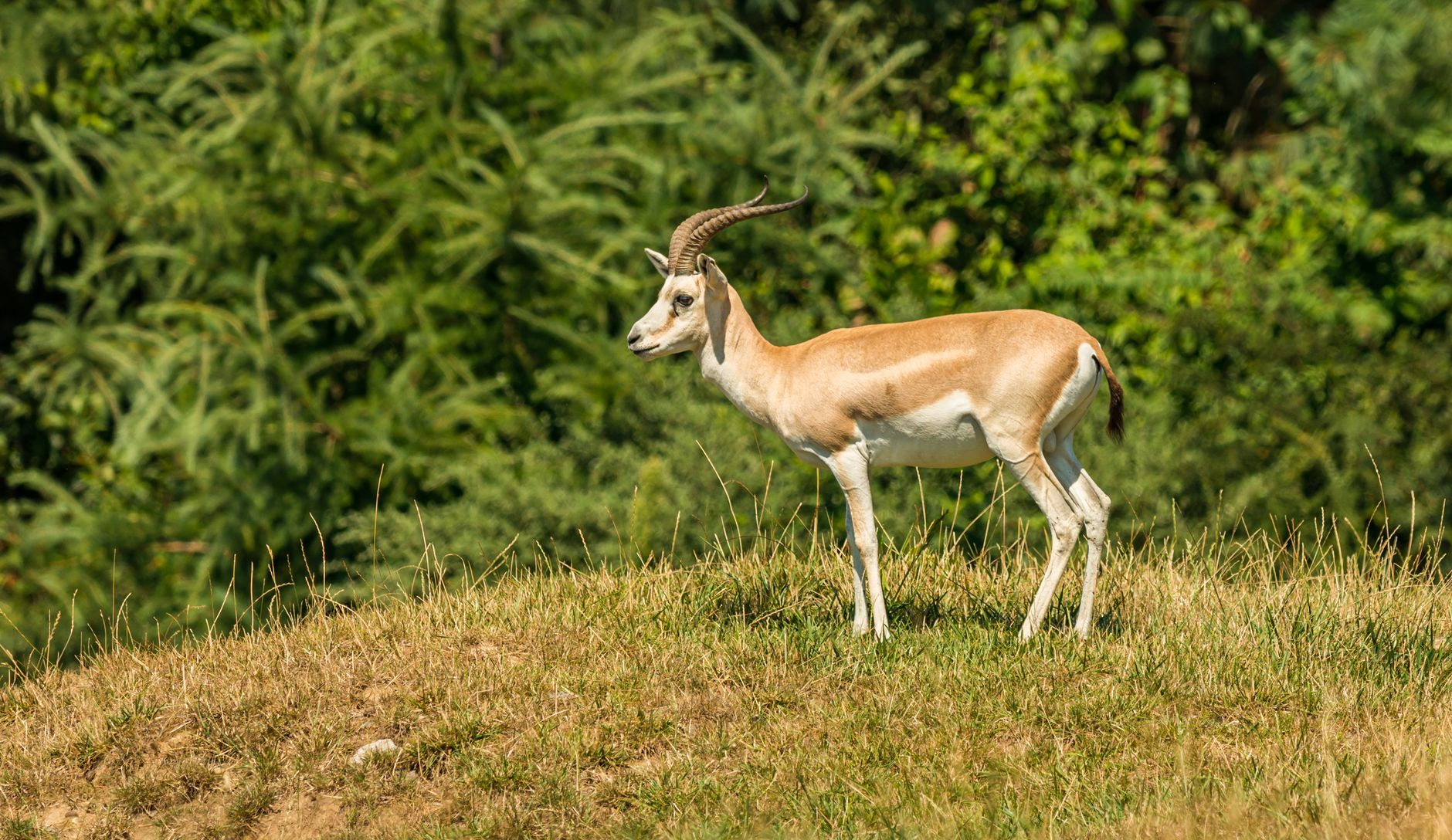 Ningxia's Goitered Gazelle Population Thrives Amid Conservation Efforts