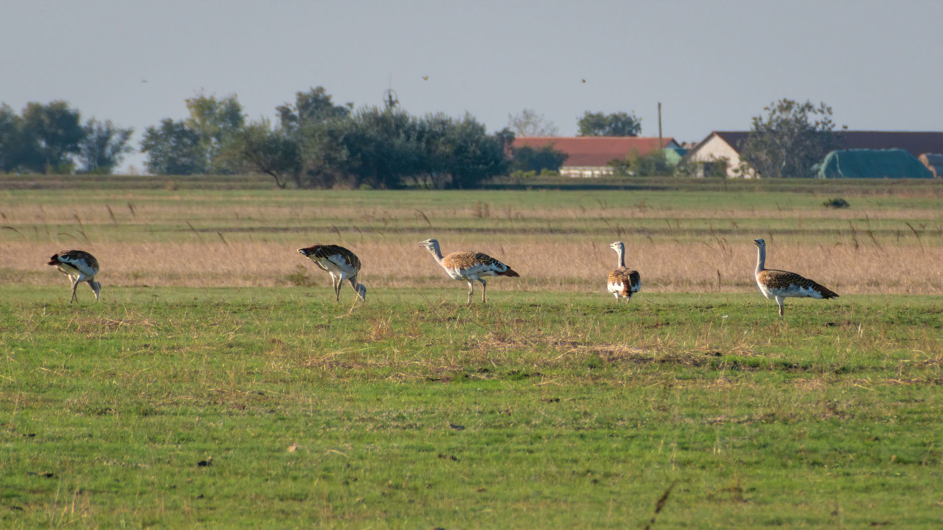 Reviving the Godawan: A Triumph for India's Grasslands